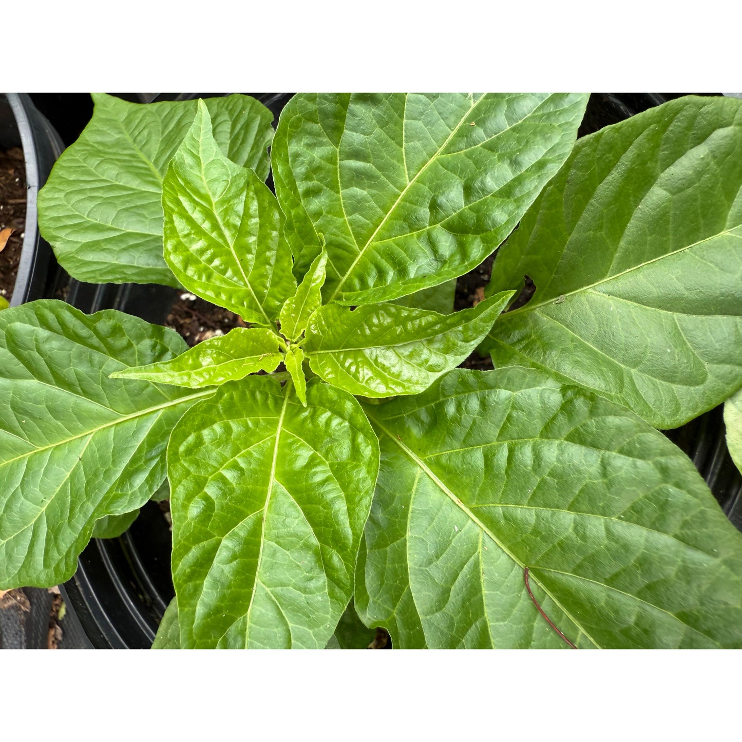 California Reaper - Peach - Hot Pepper Seeds