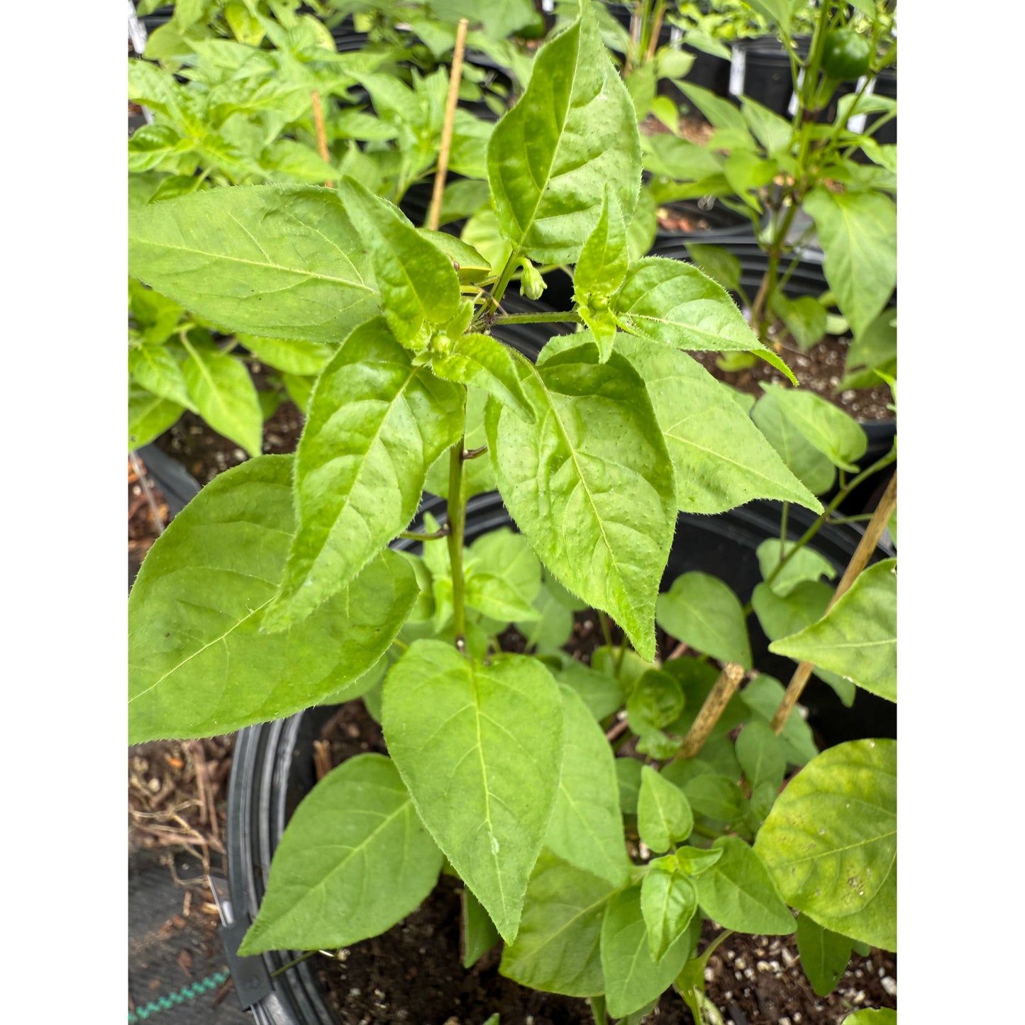 Capsicum Flexuosum Hot Pepper Seeds