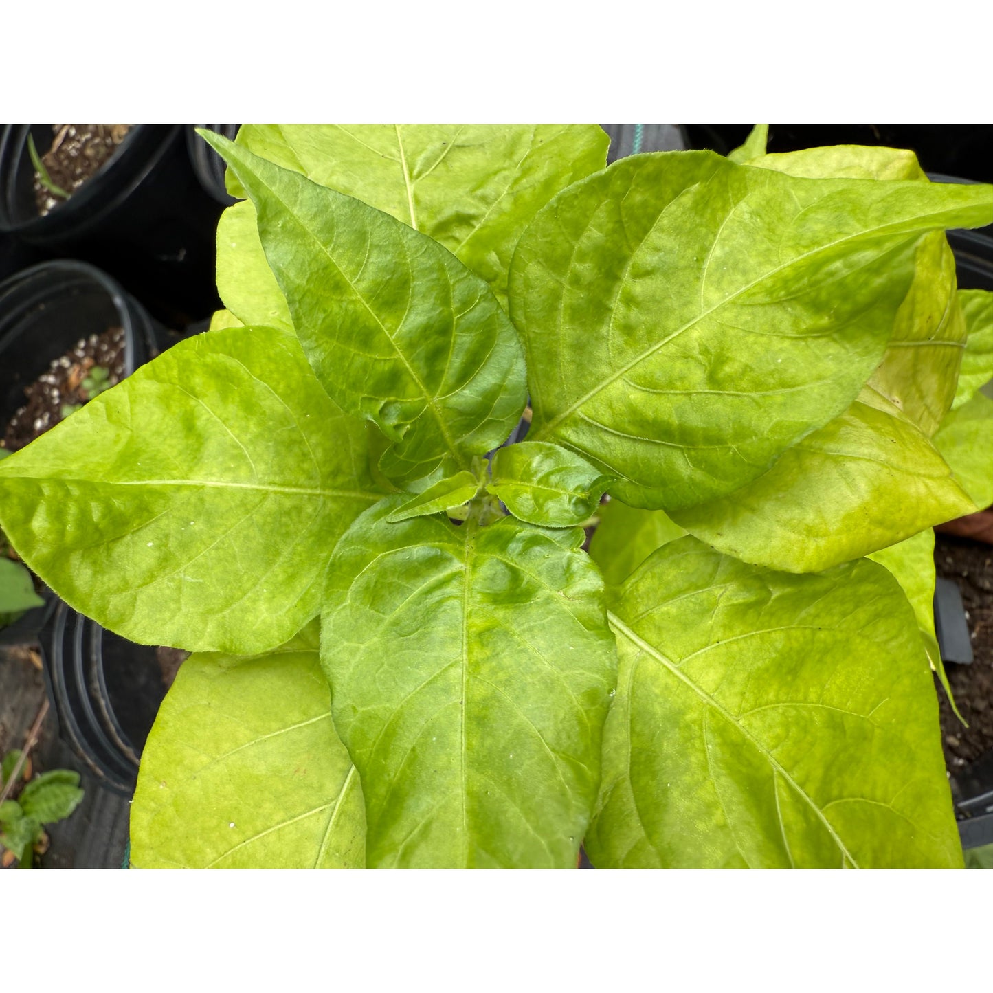 Carbonero -White - Hot Pepper Seeds