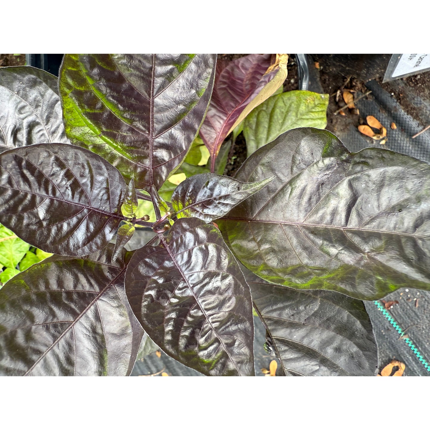 Carolina Reaper - Blush - Hot Pepper Seeds
