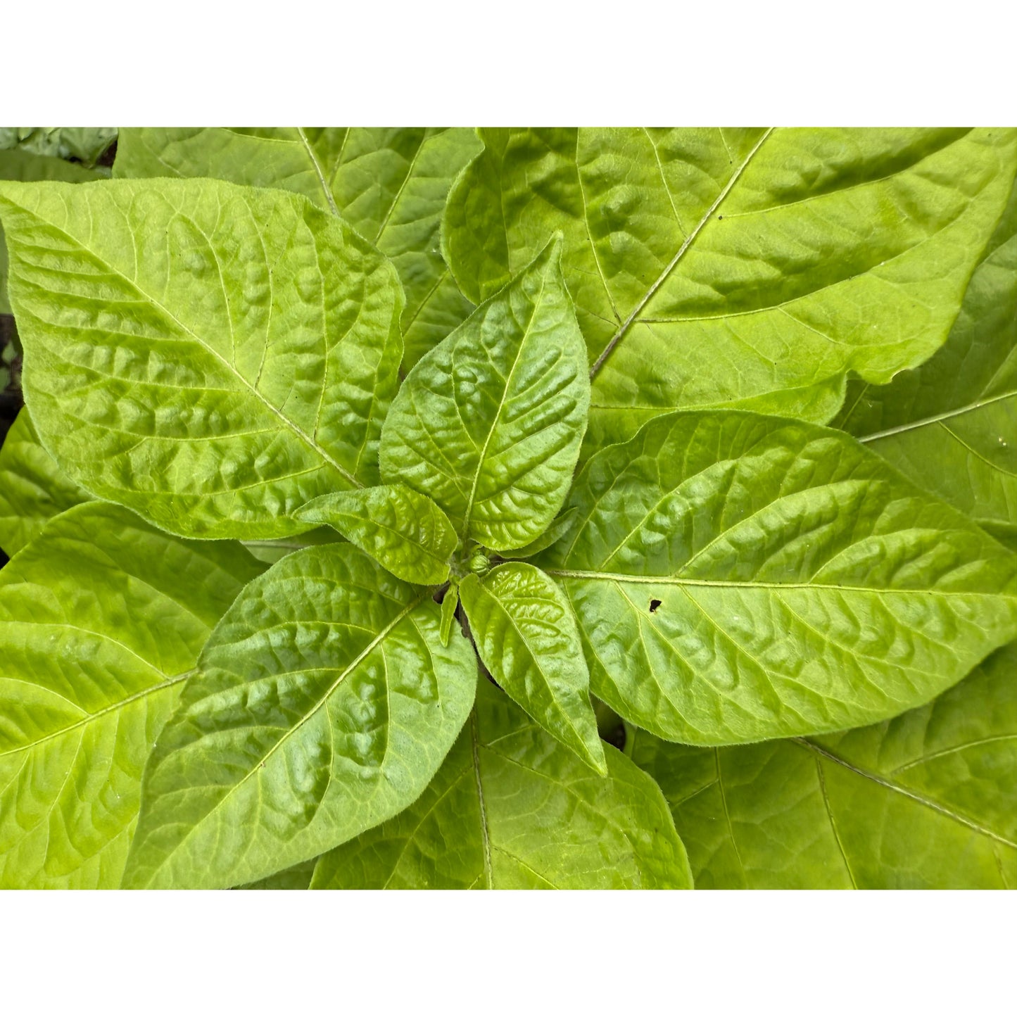Carolina Reaper - Caramel - Hot Pepper Seeds