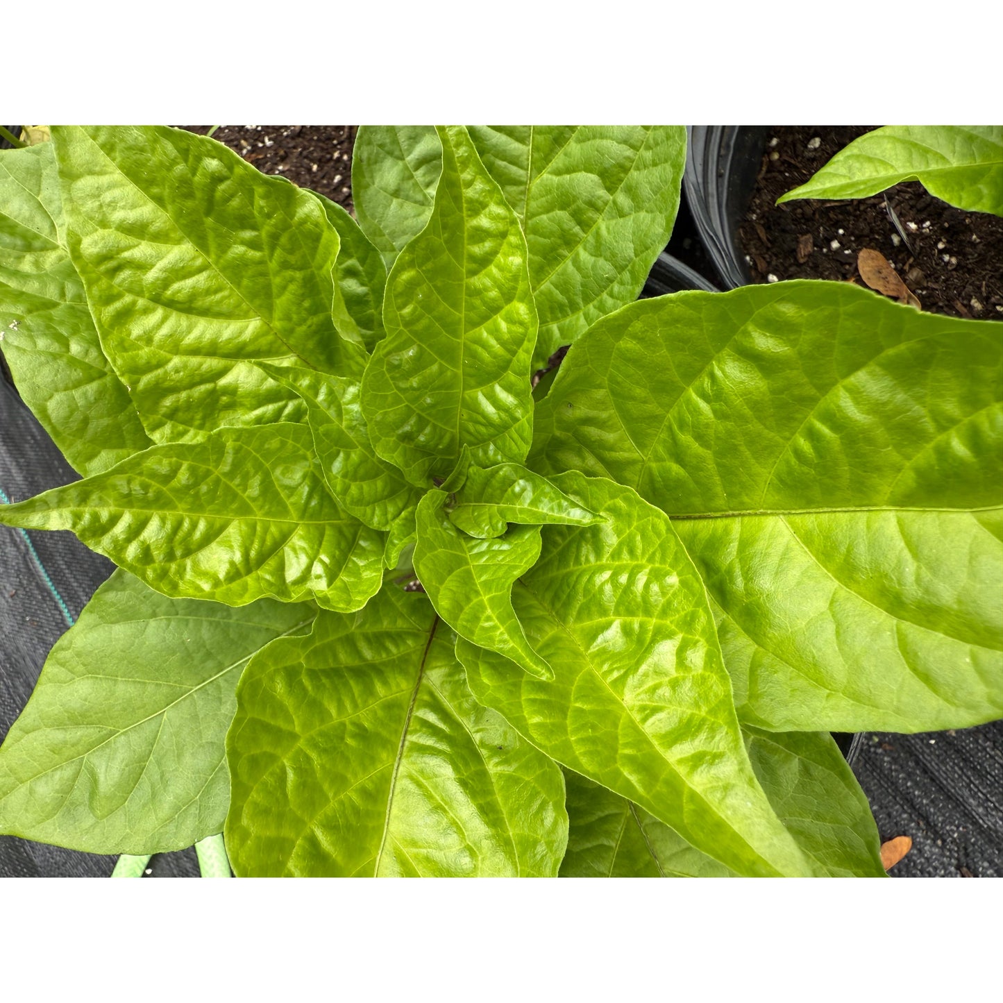 Carolina Reaper - Chocolate - Hot Pepper Seeds
