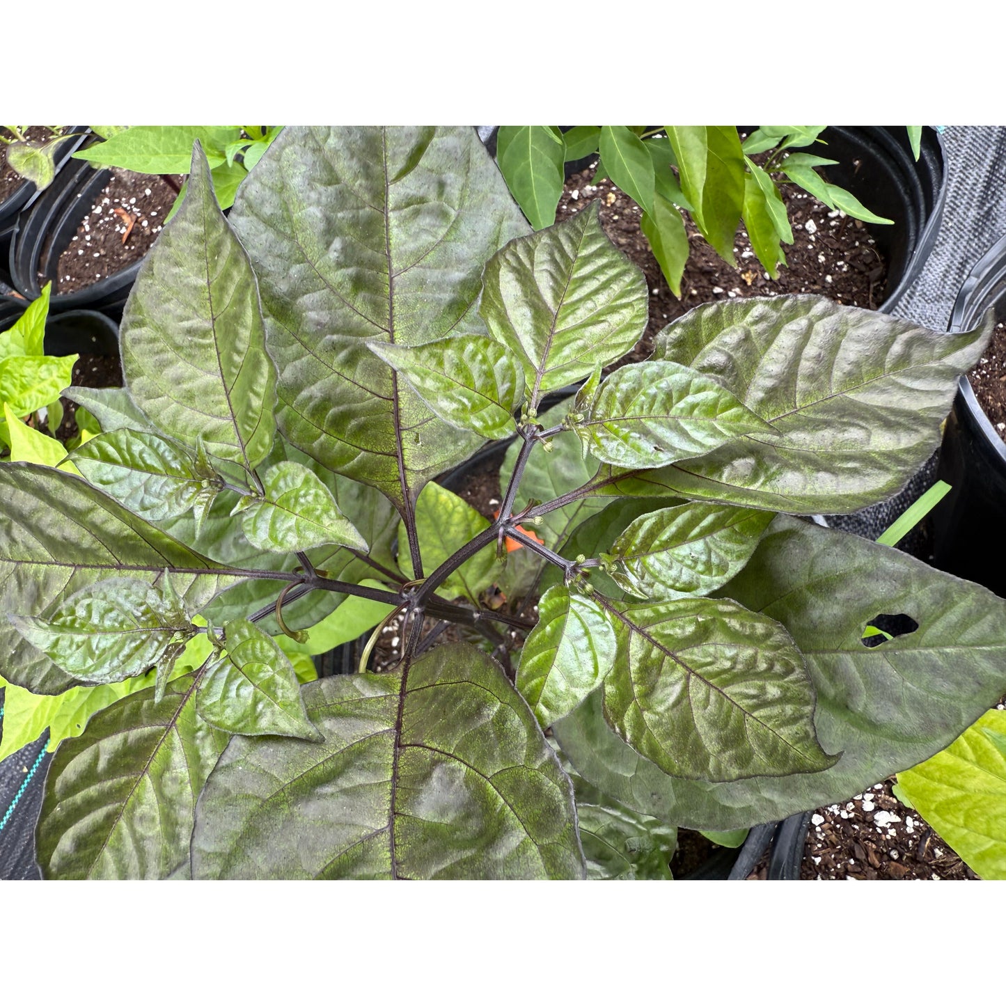 Carolina Reaper - Dark Magma Hot Pepper Seeds