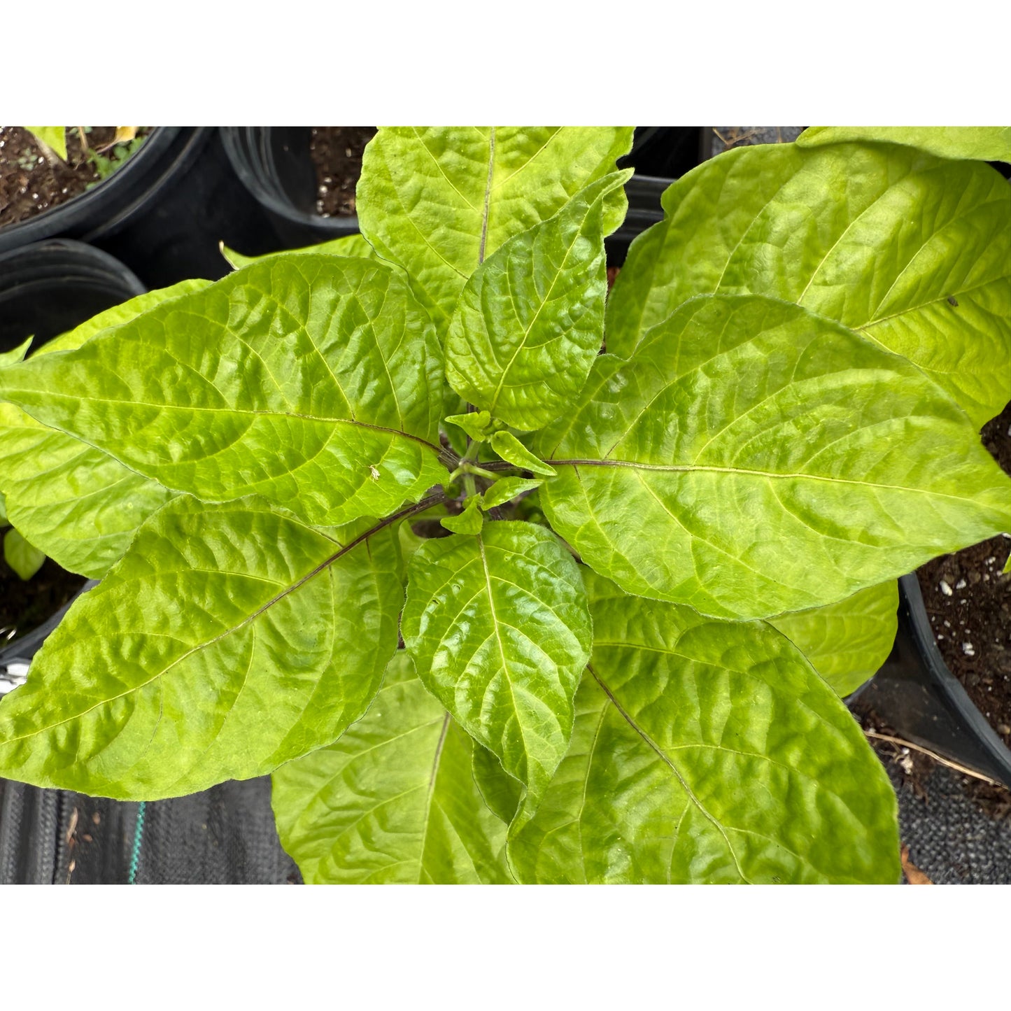 Carolina Reaper - Mustard - Hot Pepper Seeds