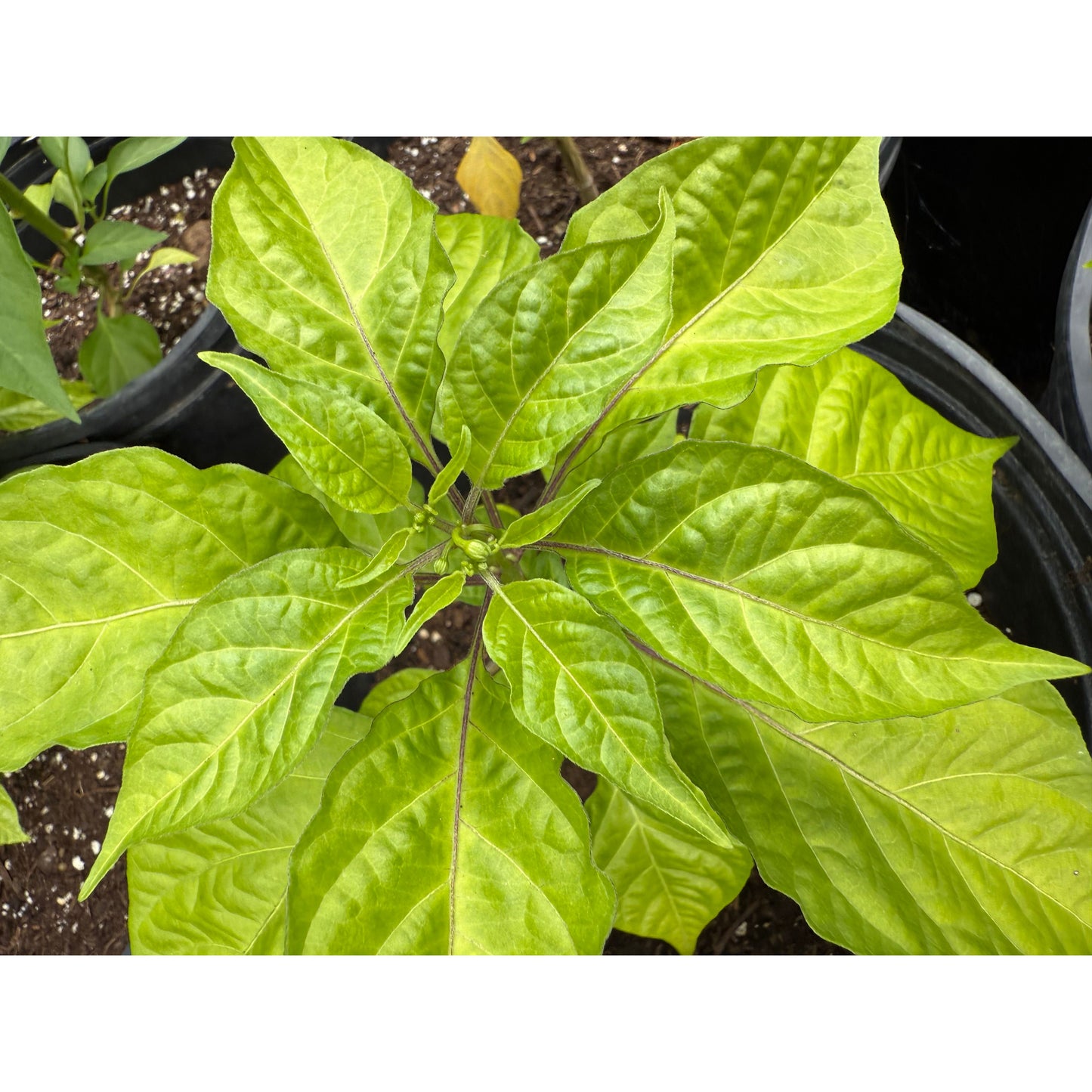 Carolina Reaper - Orange - Hot Pepper Seeds