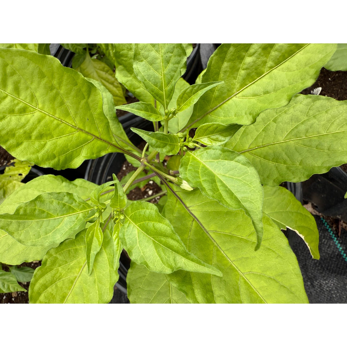 Carolina Reaper - Peach XL - Hot Pepper Seeds