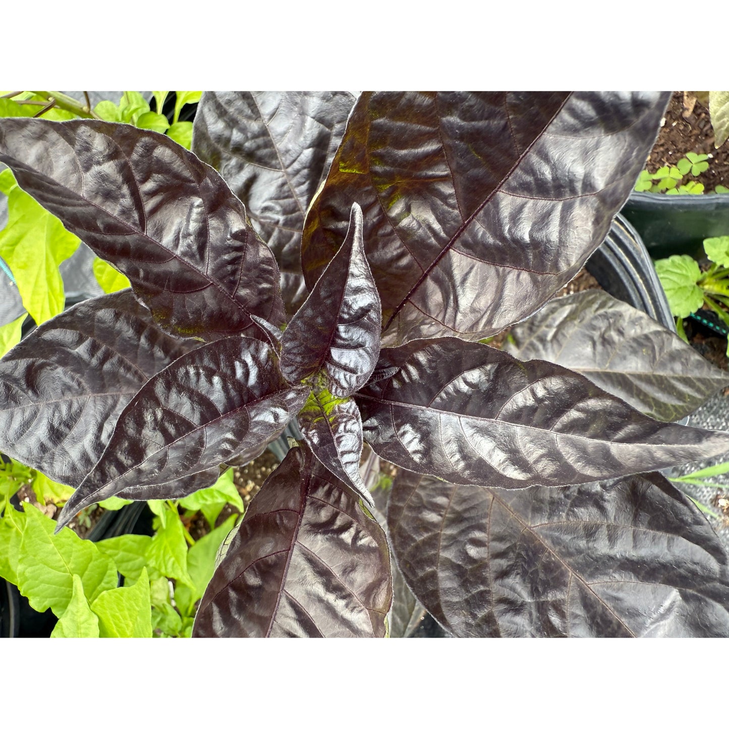 Carolina Reaper - Purple - Hot Pepper Seeds