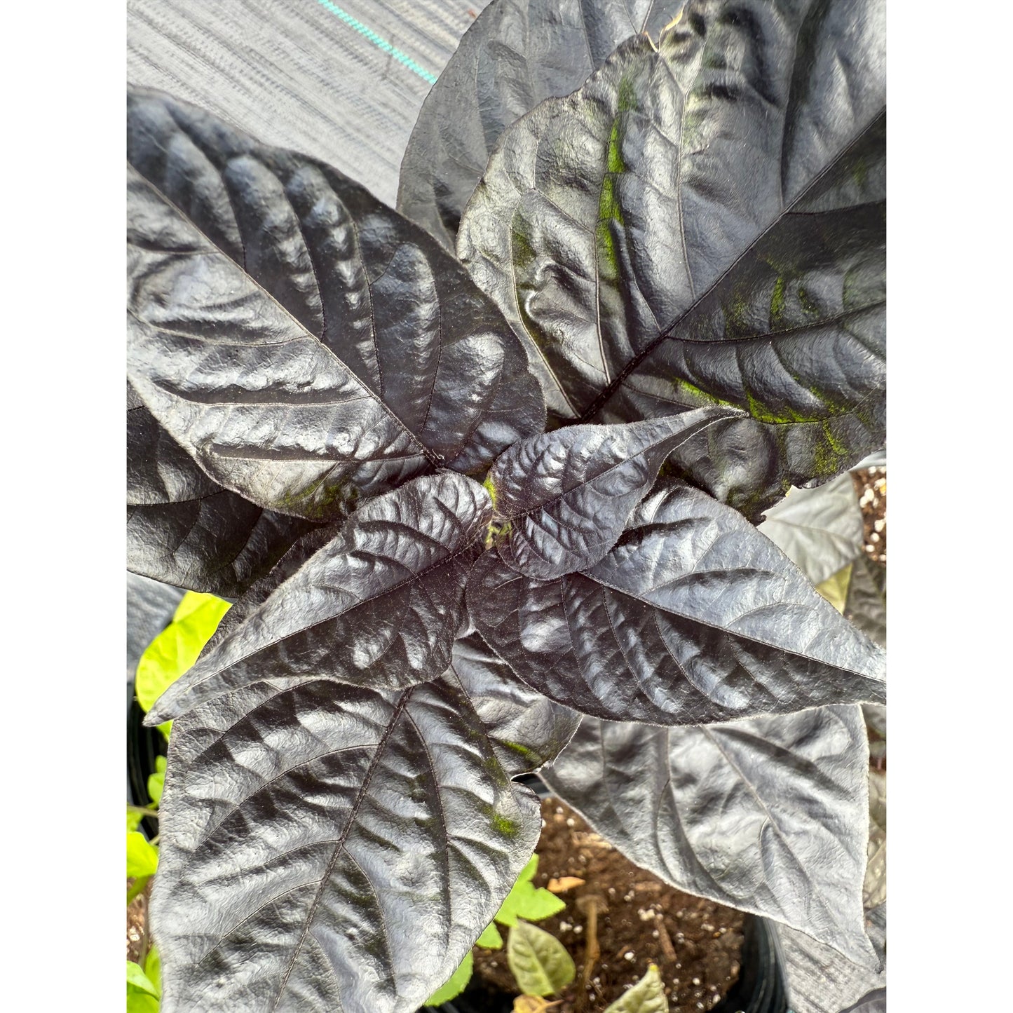 Carolina Reaper - Sbagliato Orange F7 Hot Pepper Seeds