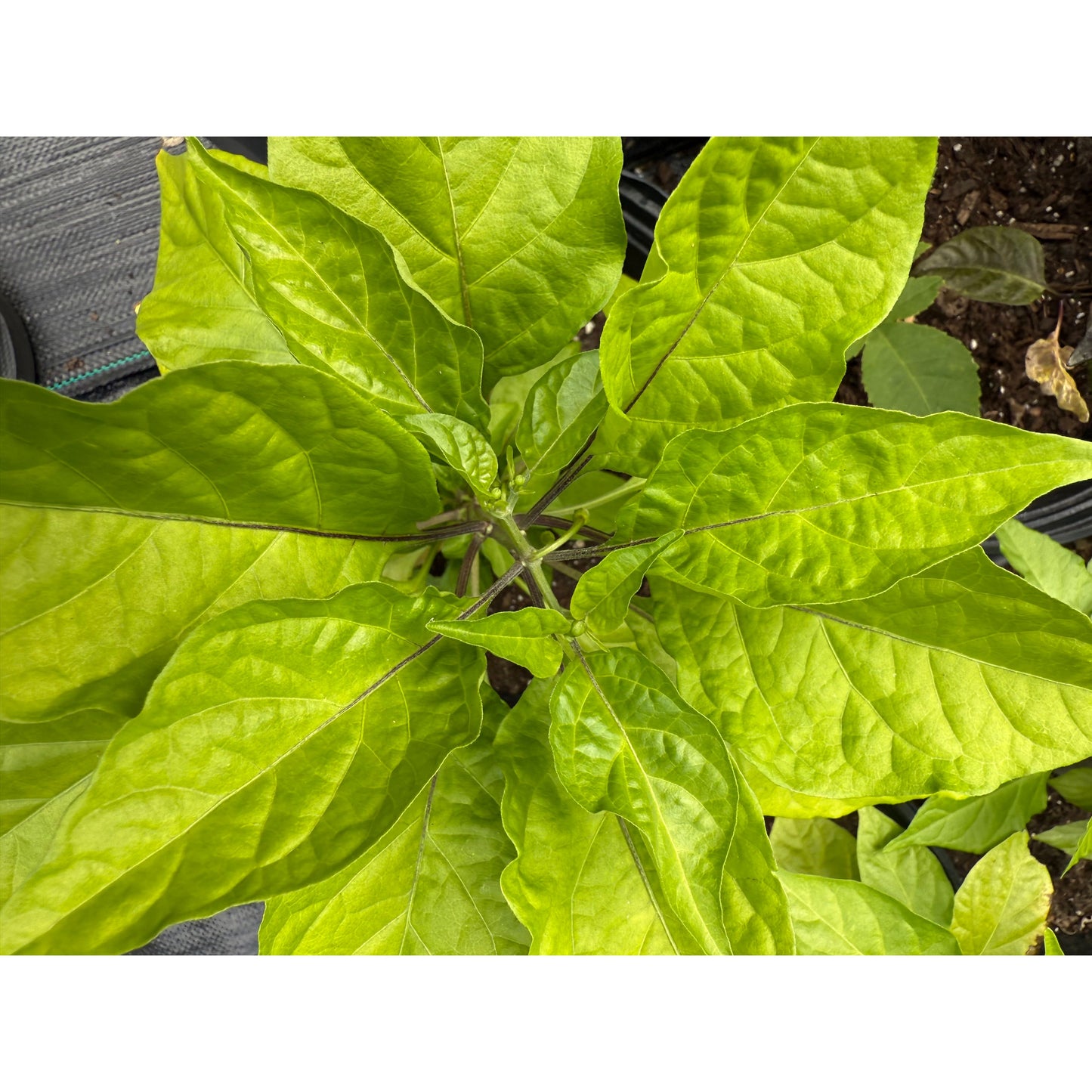 Carolina Reaper - White Hot Pepper Seeds
