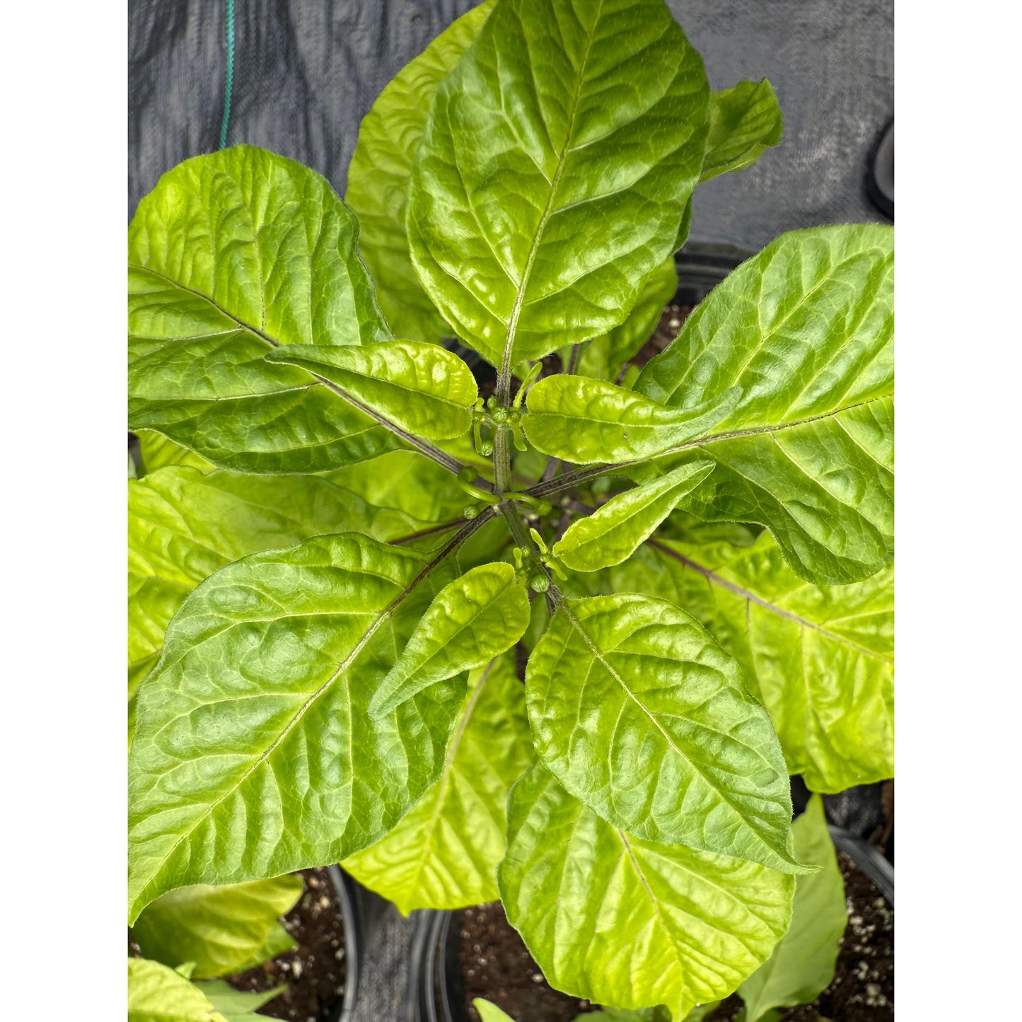 Carolina Reaper - Yellow - Hot Pepper Seeds