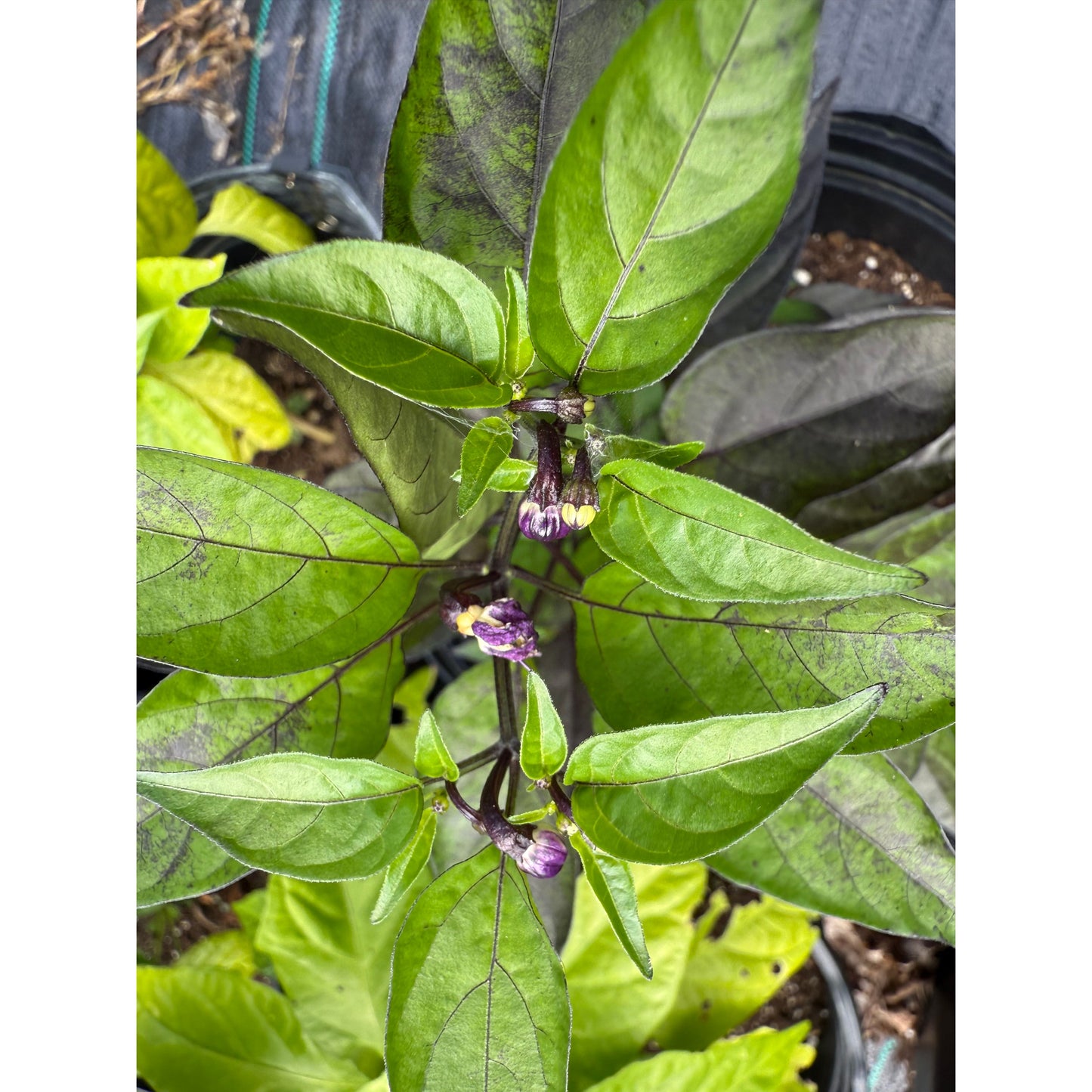 Cat's Eye Hot Pepper Seeds