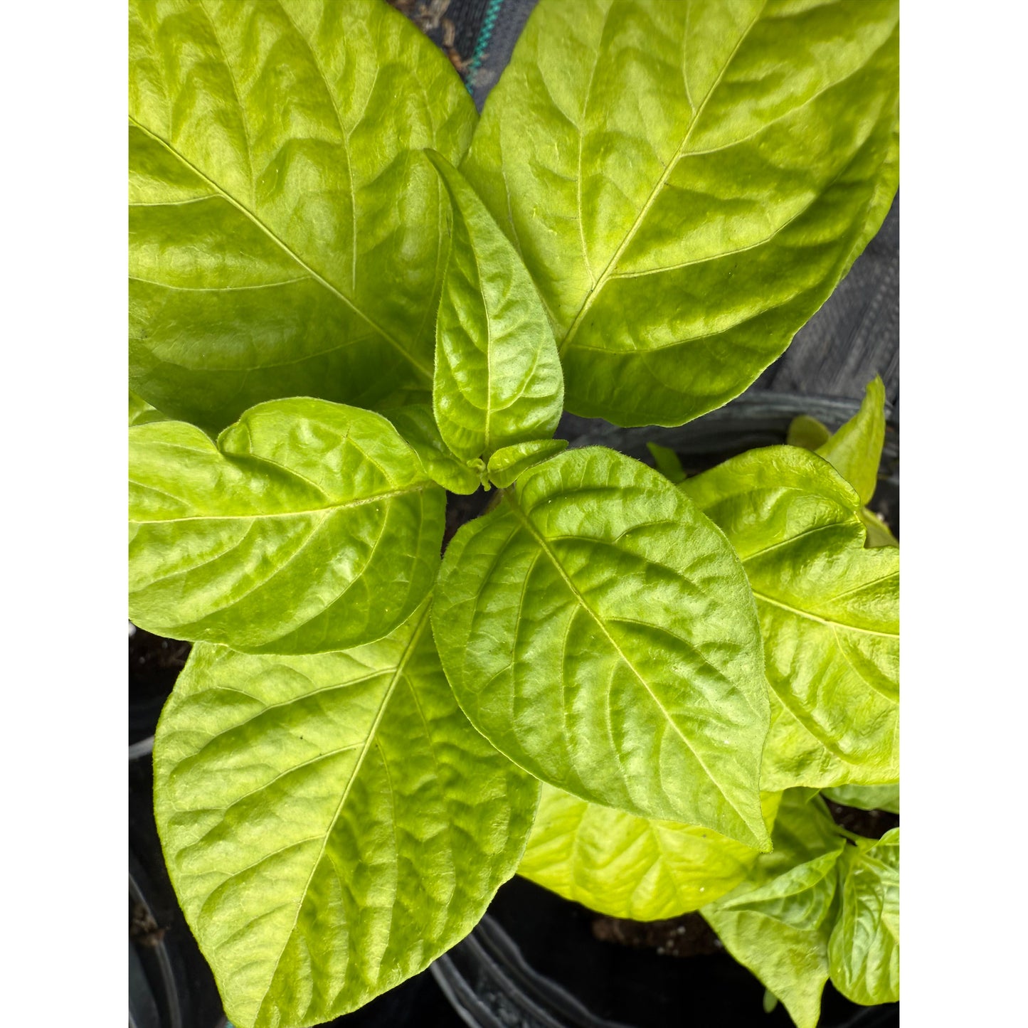 Catacombs Hot Pepper Seeds