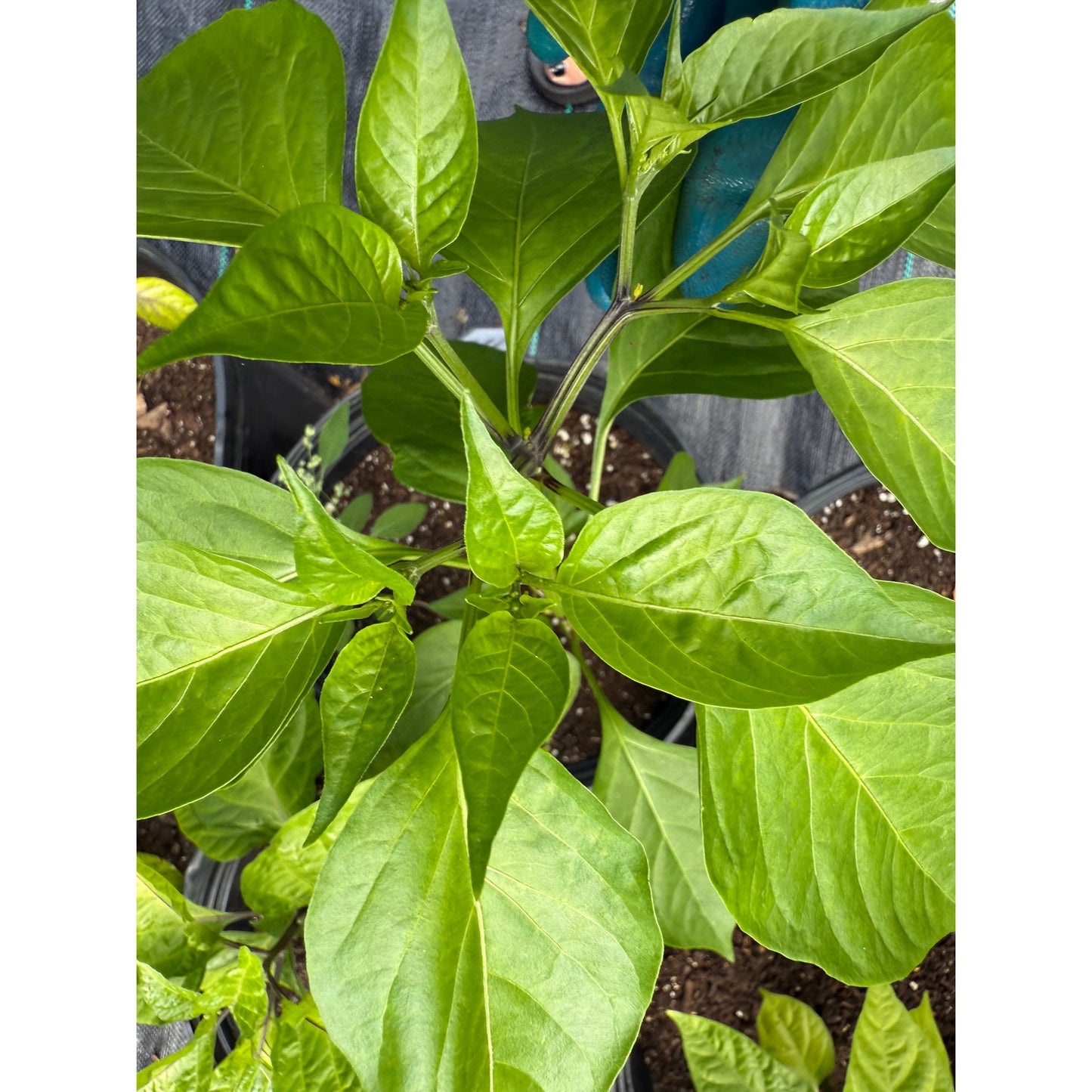 Catarina Hot Pepper Seeds