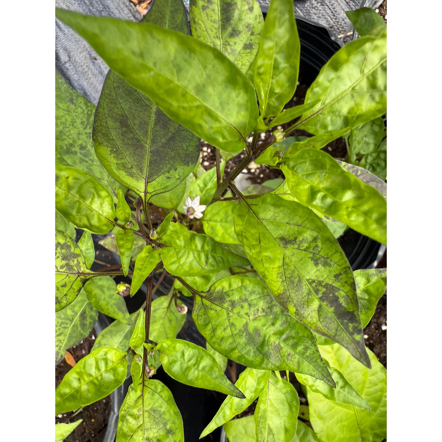Cayenne - Black - Hot Pepper Seeds