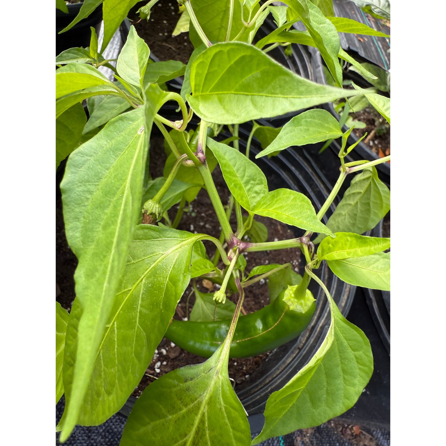 Cayenne - Chocolate Hot Pepper Seeds