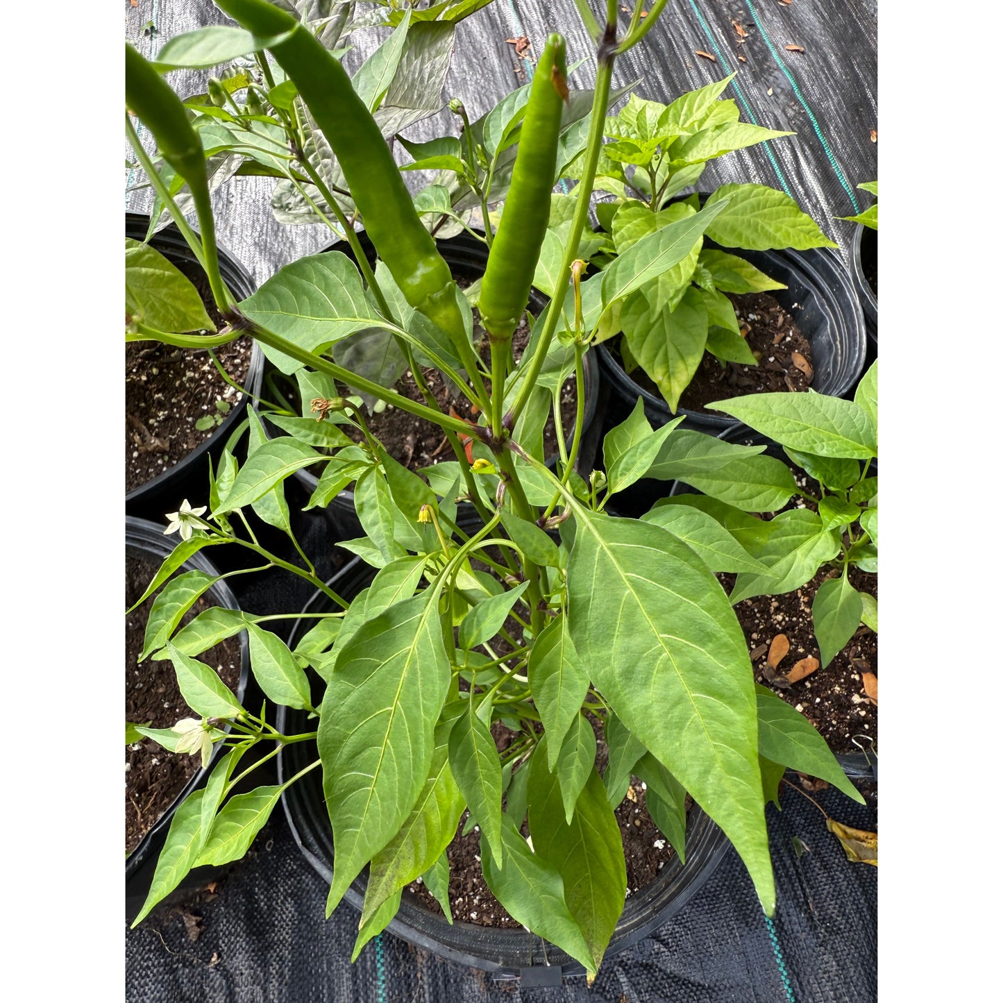 Cayenne - Orange - Hot Pepper Seeds