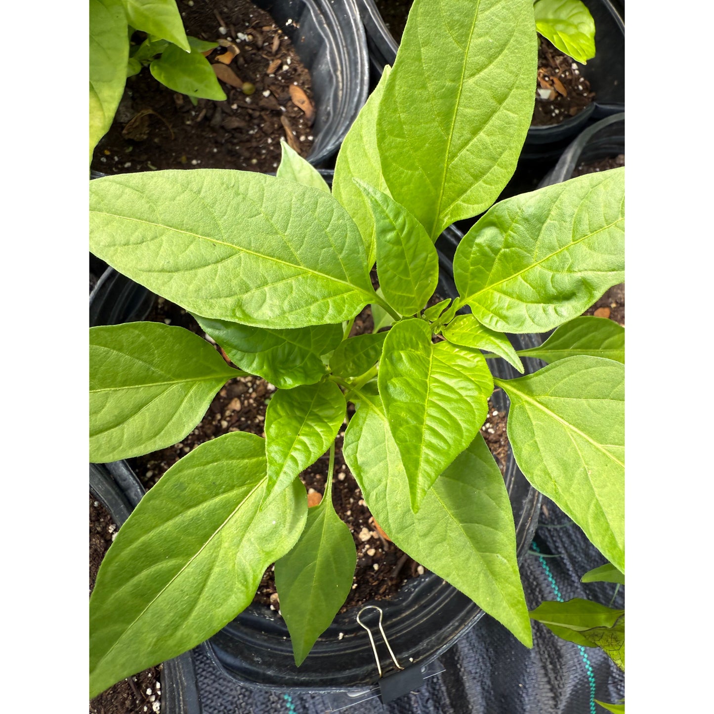 Cayenne - Pink - Hot Pepper Seeds