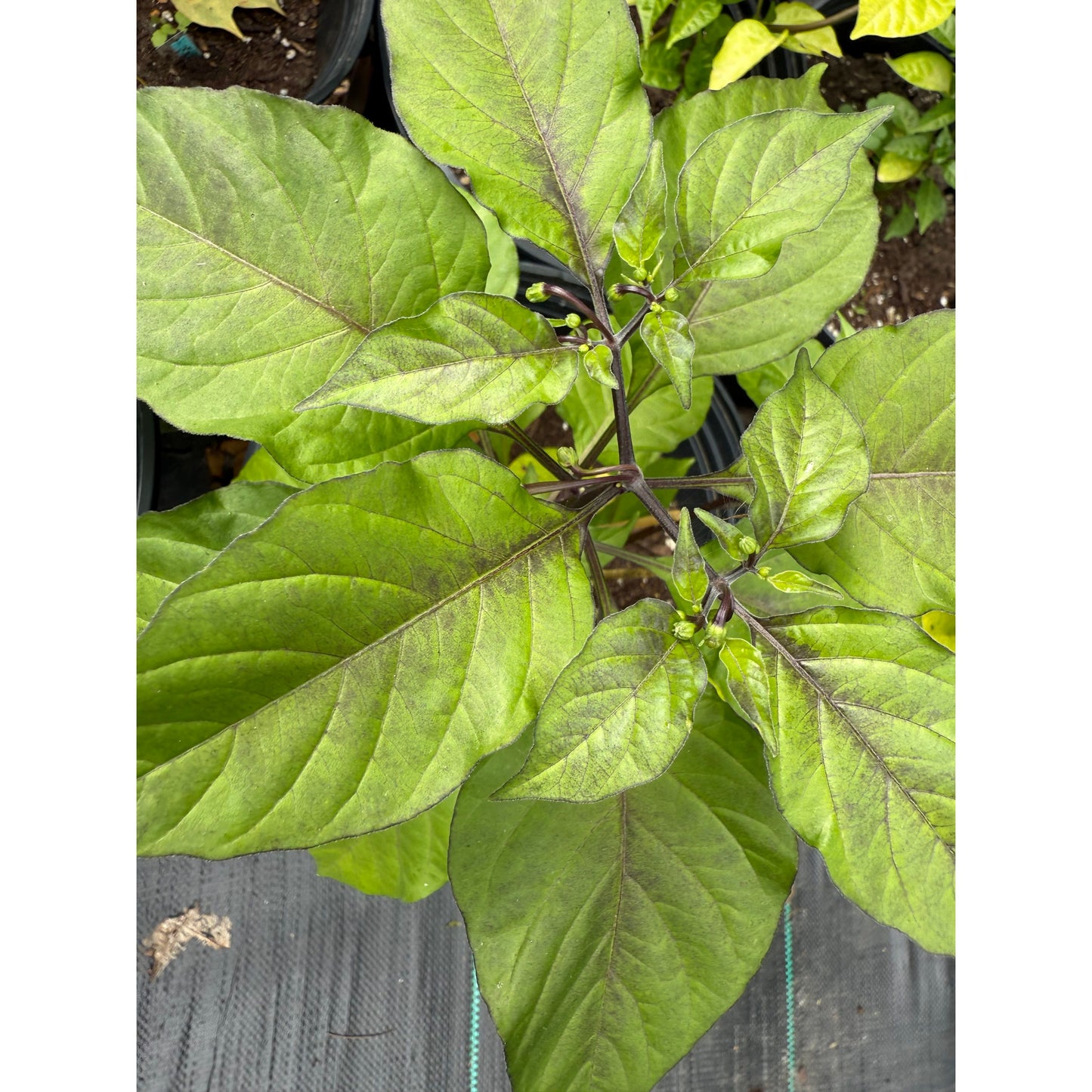 CGN 21500 Hot Pepper Seeds