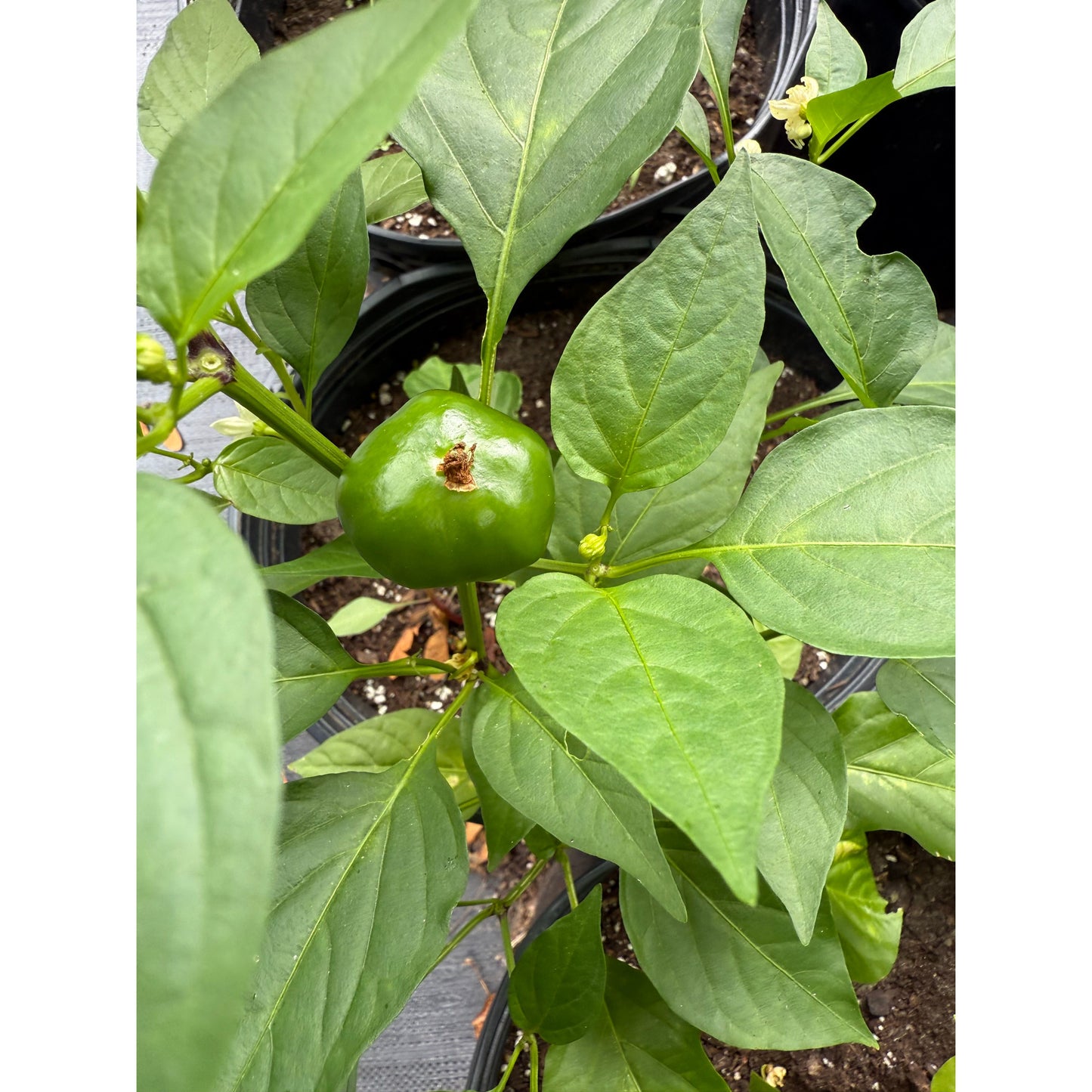 Cherry Pepper Hot Pepper Seeds