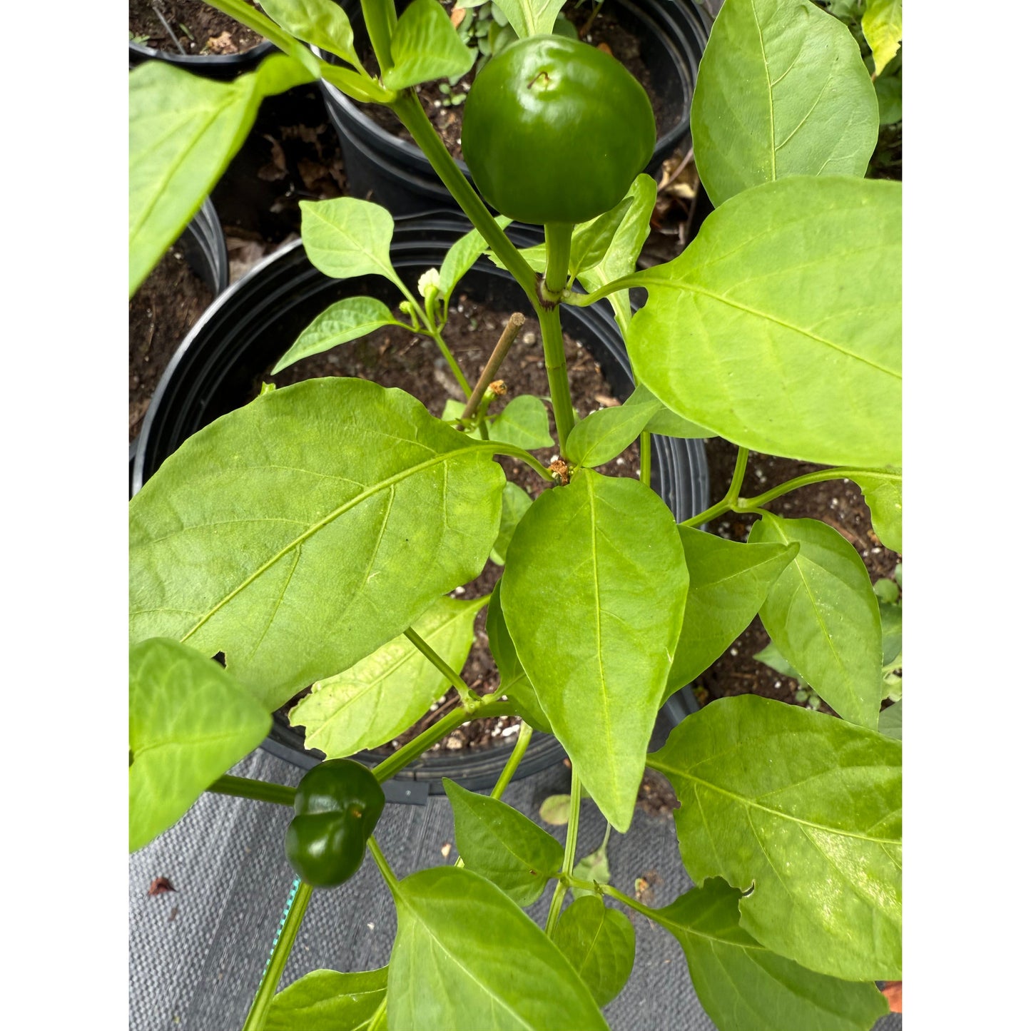 Cherry - Chocolate Hot Pepper Seeds