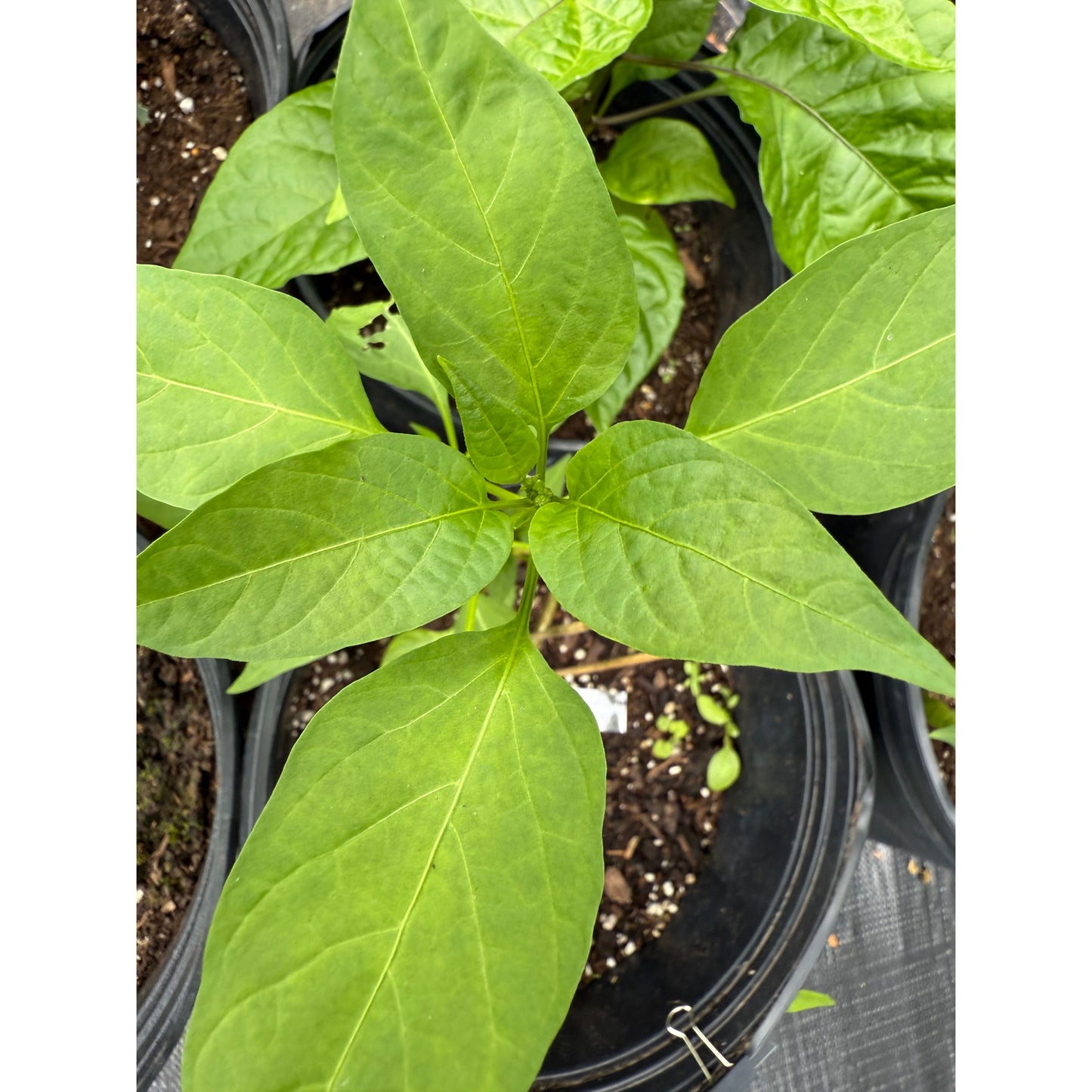 Chilhuacle Negro (Ancient Chile Pepper) - Hot Pepper Seeds