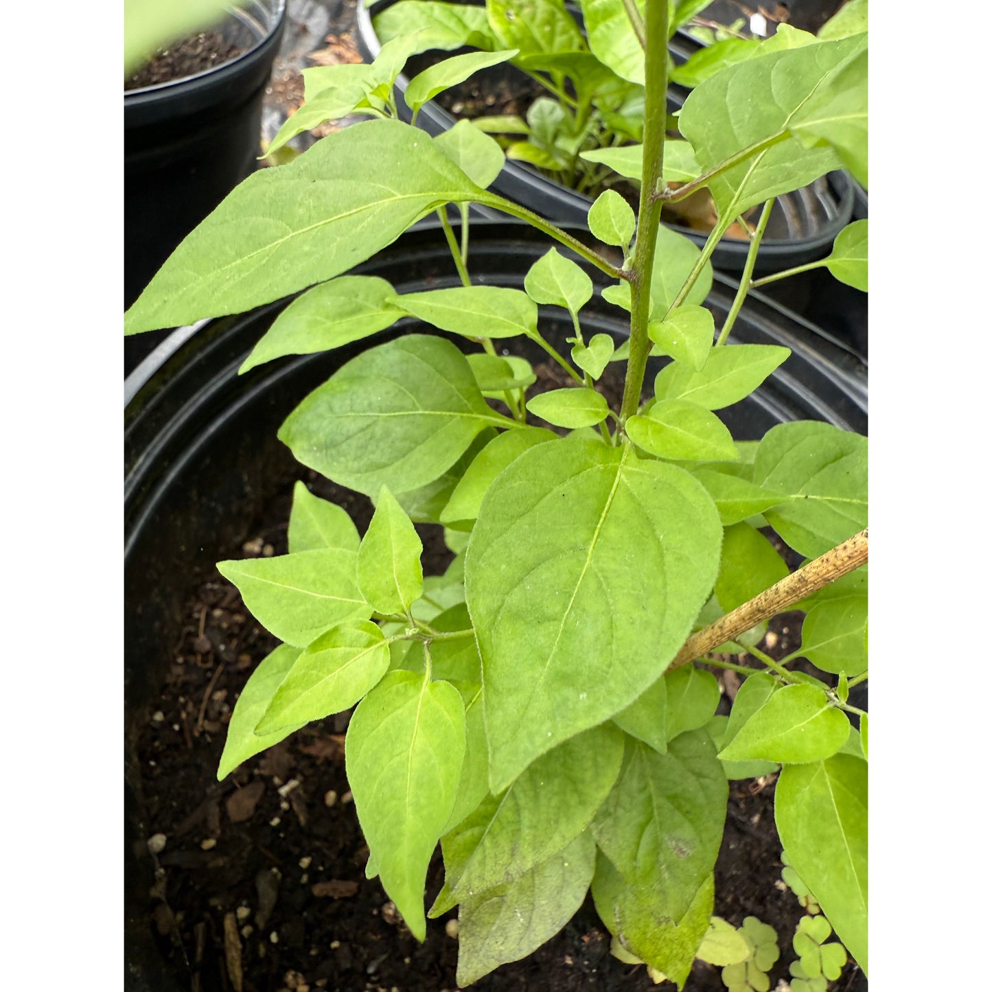 Chilli Tepin Cappuccino - Hot Pepper Seeds