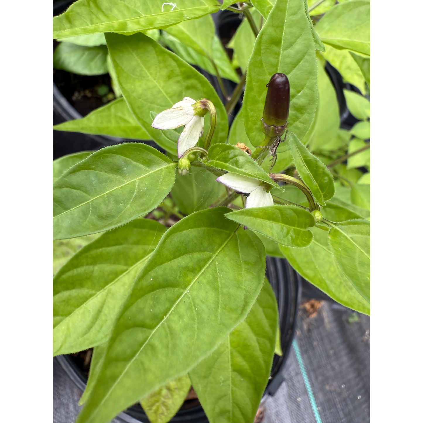 Chilpaya Tuxtlas - Hot Pepper Seeds