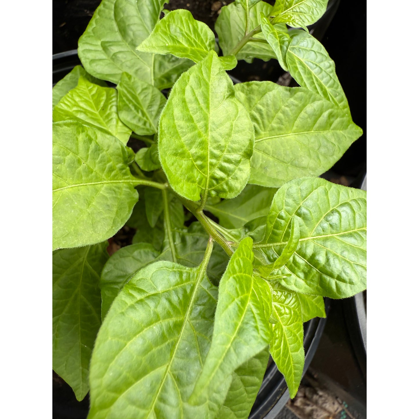 Chupebrains White Hot Pepper Seeds