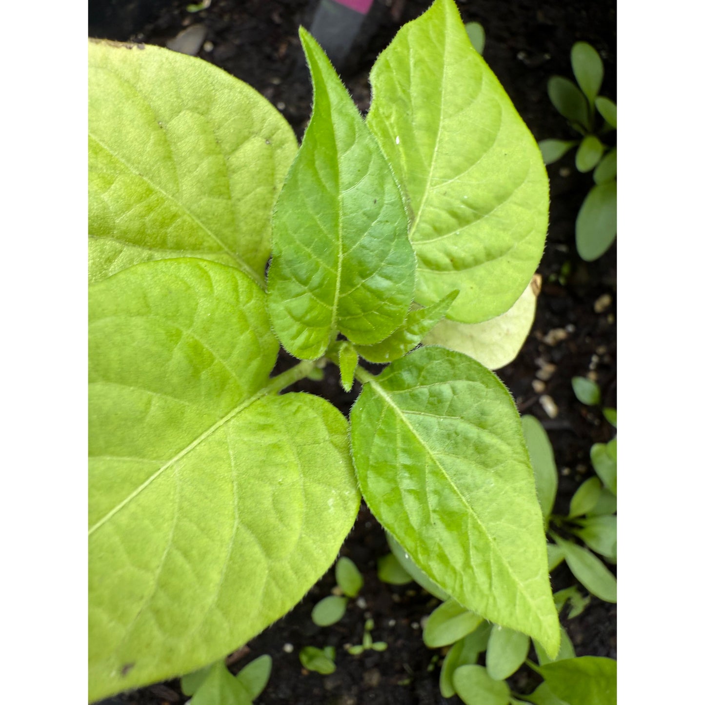 Chupetinho - White - Hot Pepper Seeds