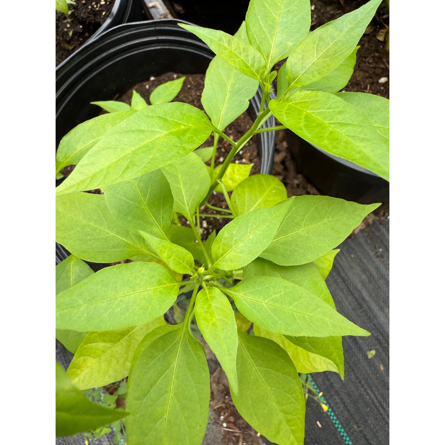 Costeno Amarillo Hot Pepper Seeds