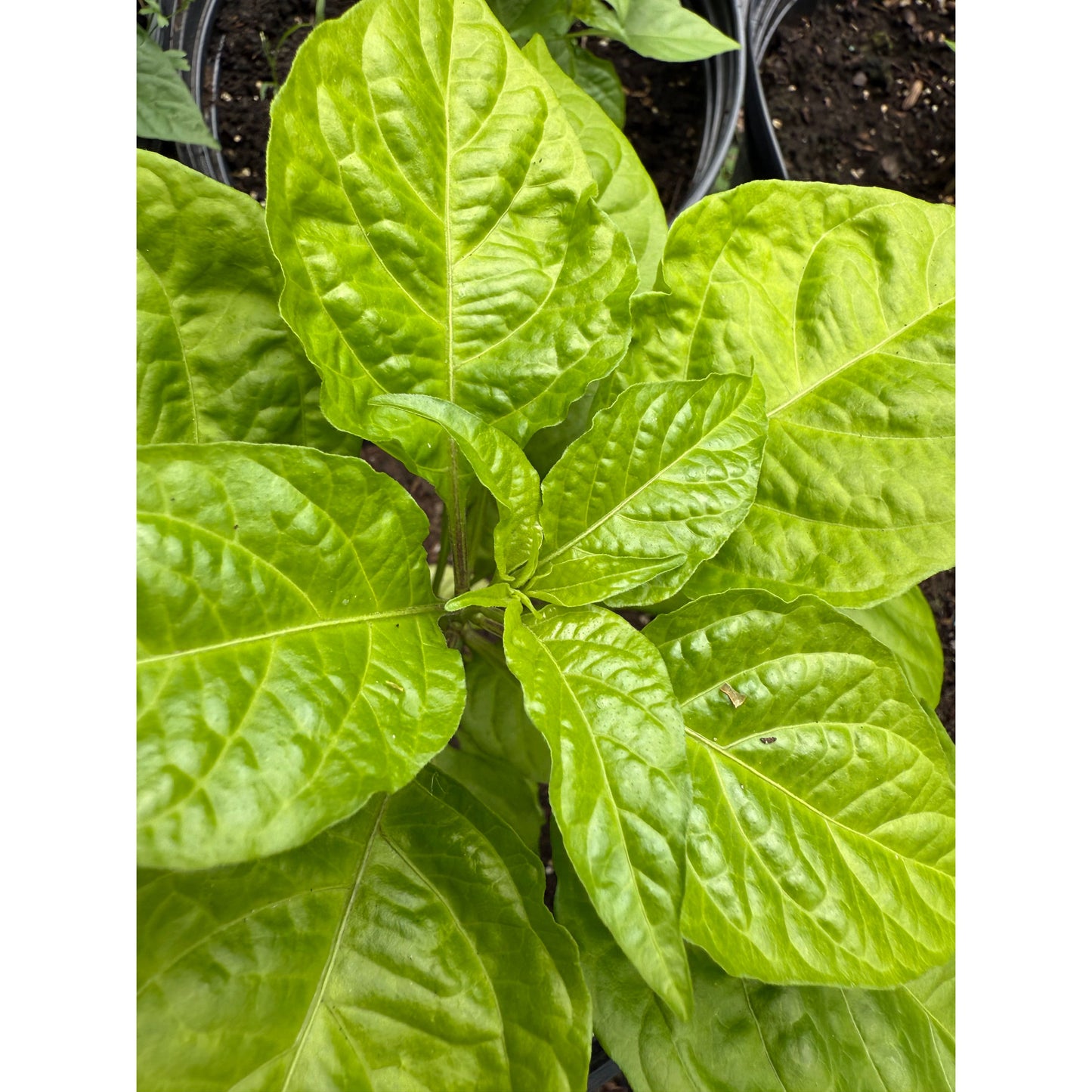 Crown of Thorns - Green F1 - Hot Pepper Seeds