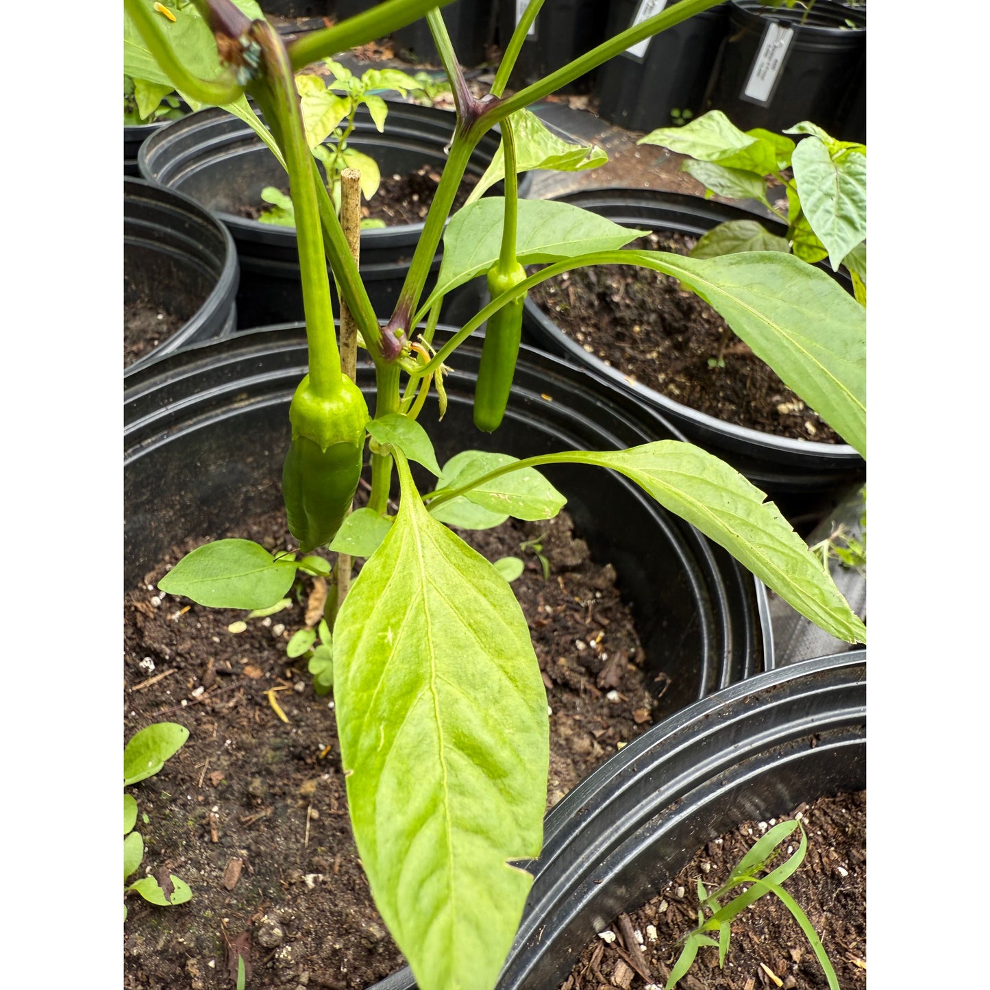Dalong 845 F1 Hot Pepper Seeds