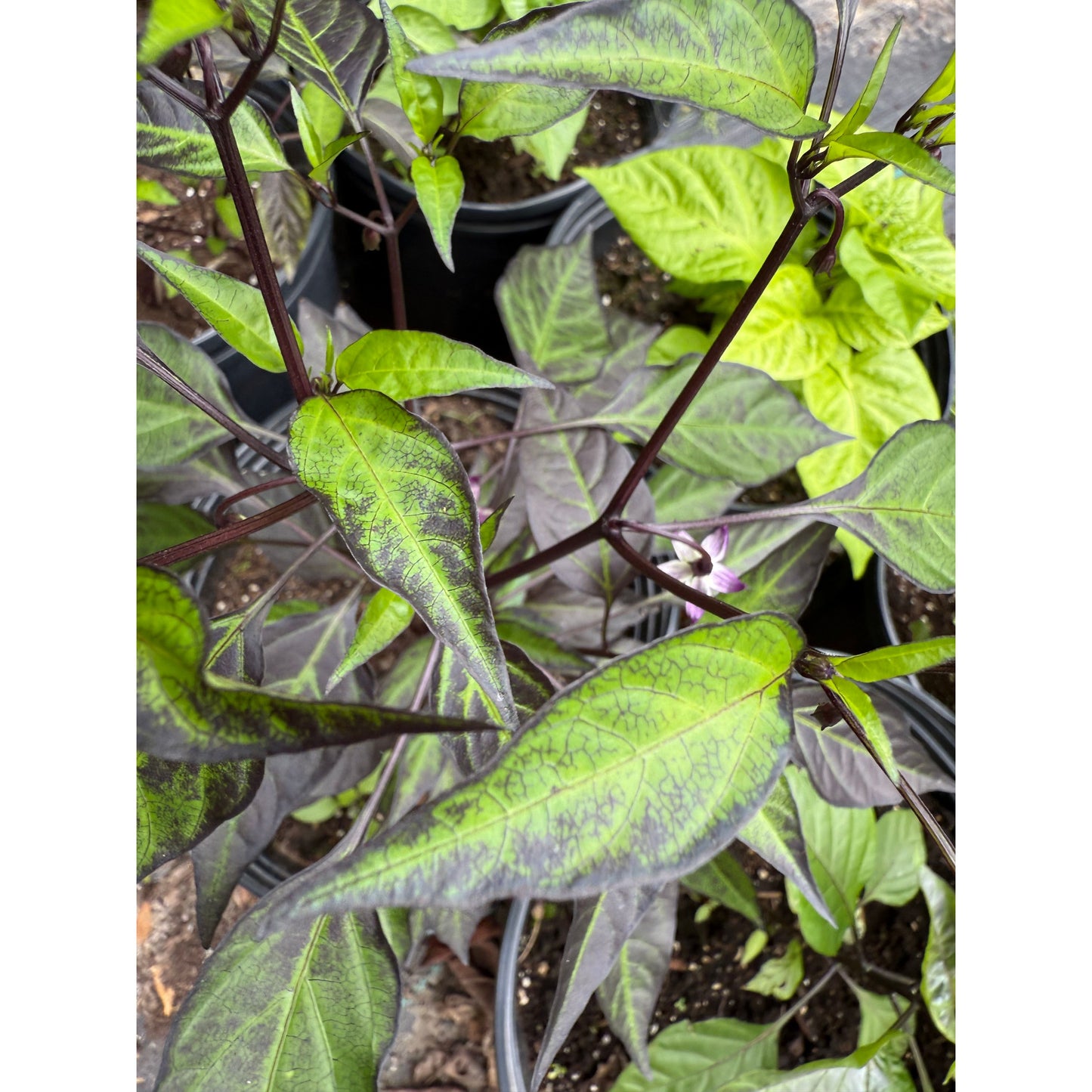 Dark Rios De Lavas Hot Pepper Seeds