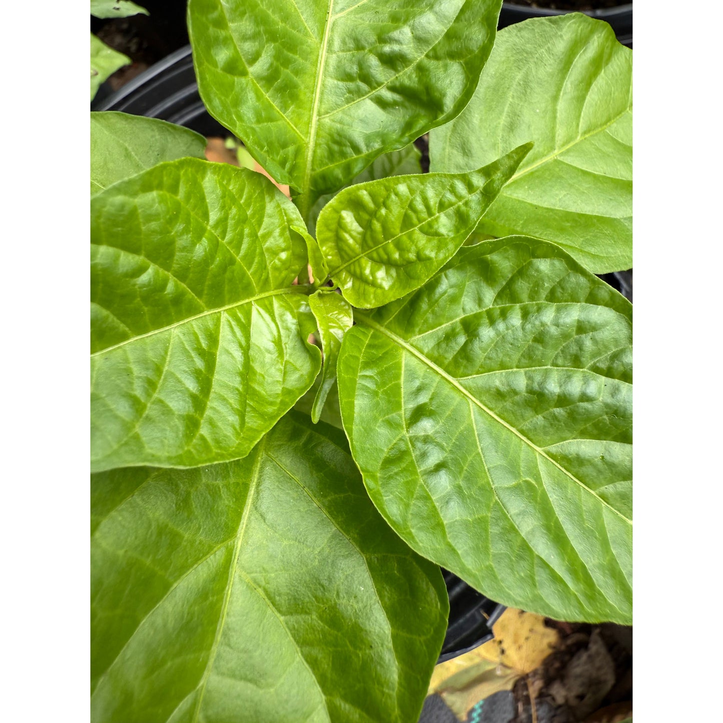 Datil - Chocolate Hot Pepper Seeds