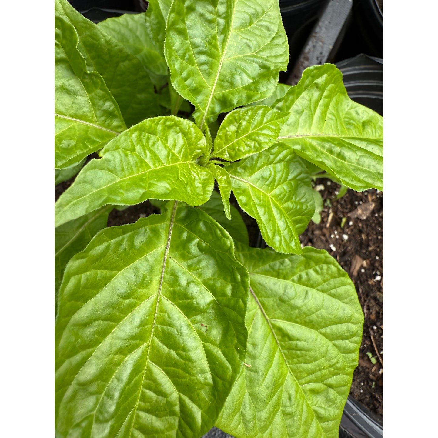 Death Spiral - Chocolate - Hot Pepper Seeds