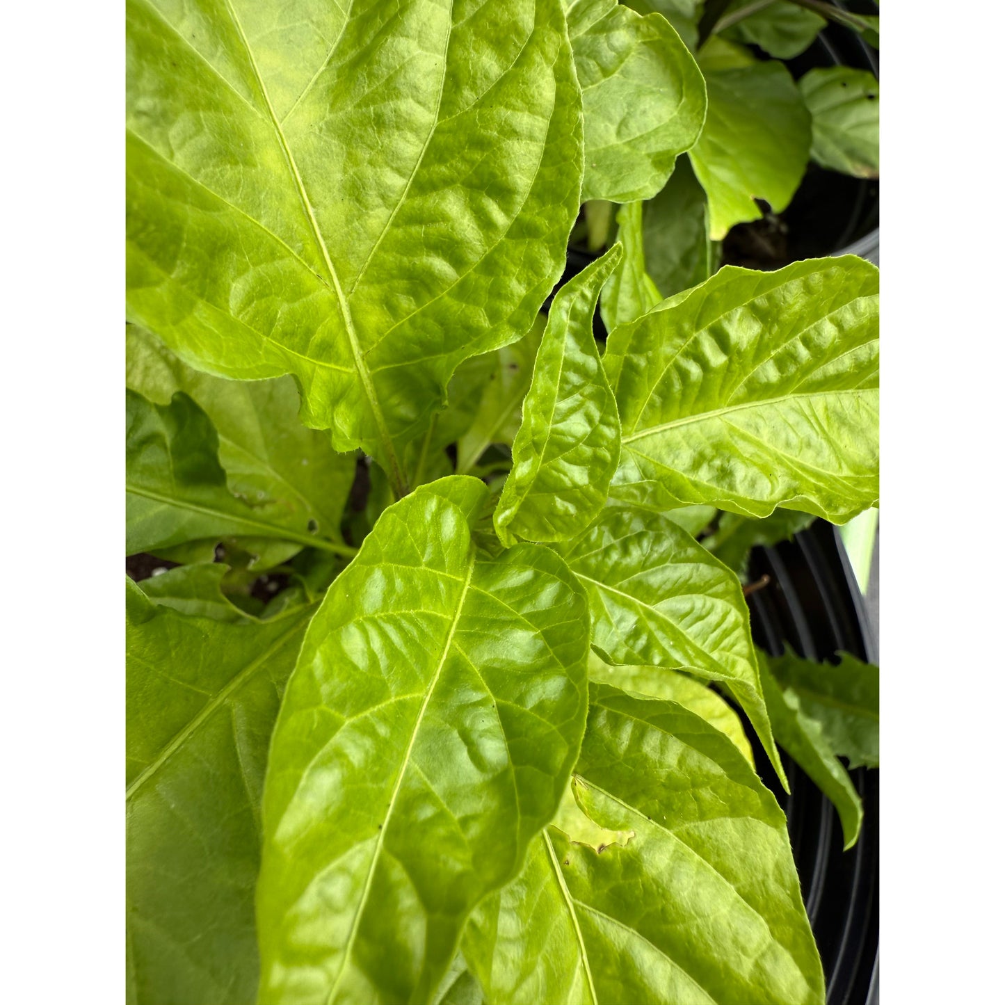 Death Spiral - Red - Hot Pepper Seeds