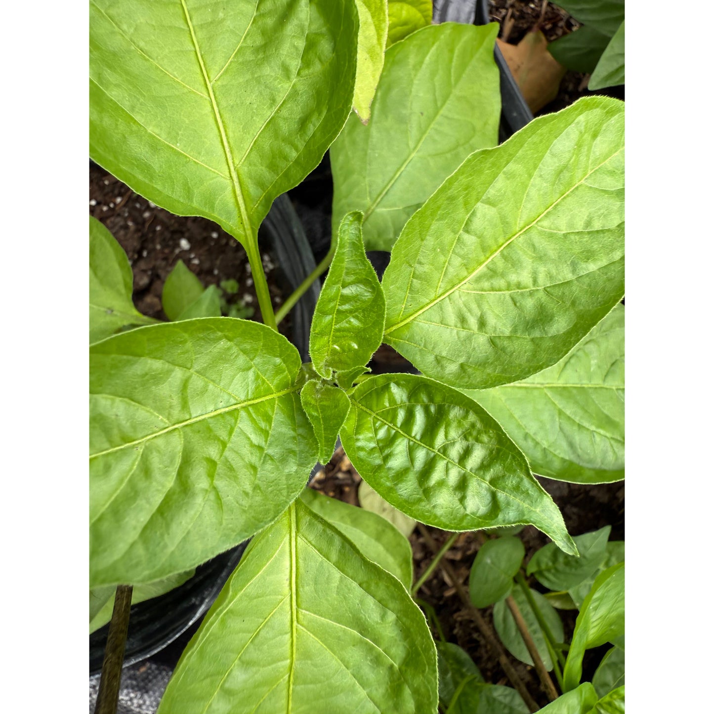 Dedo de Moca - Peach - Hot Pepper Seeds