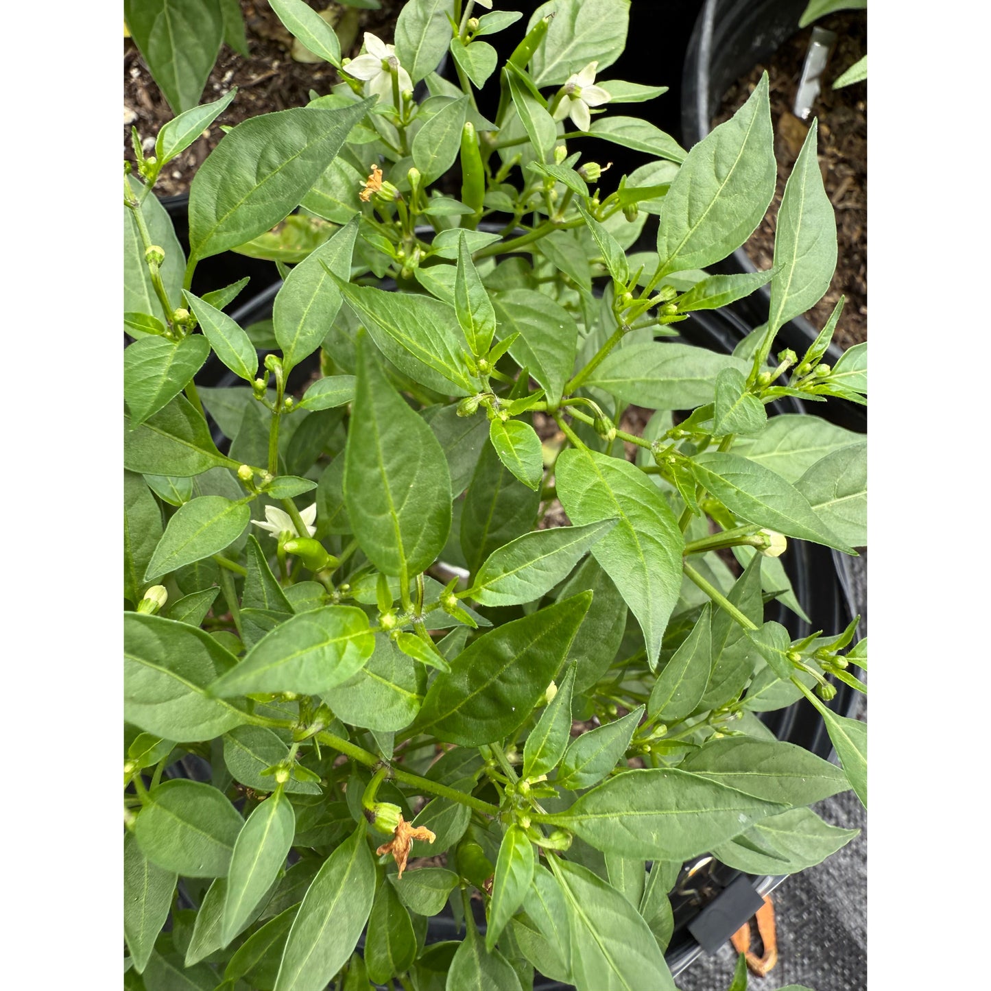 Demon Red - Graines de piment fort