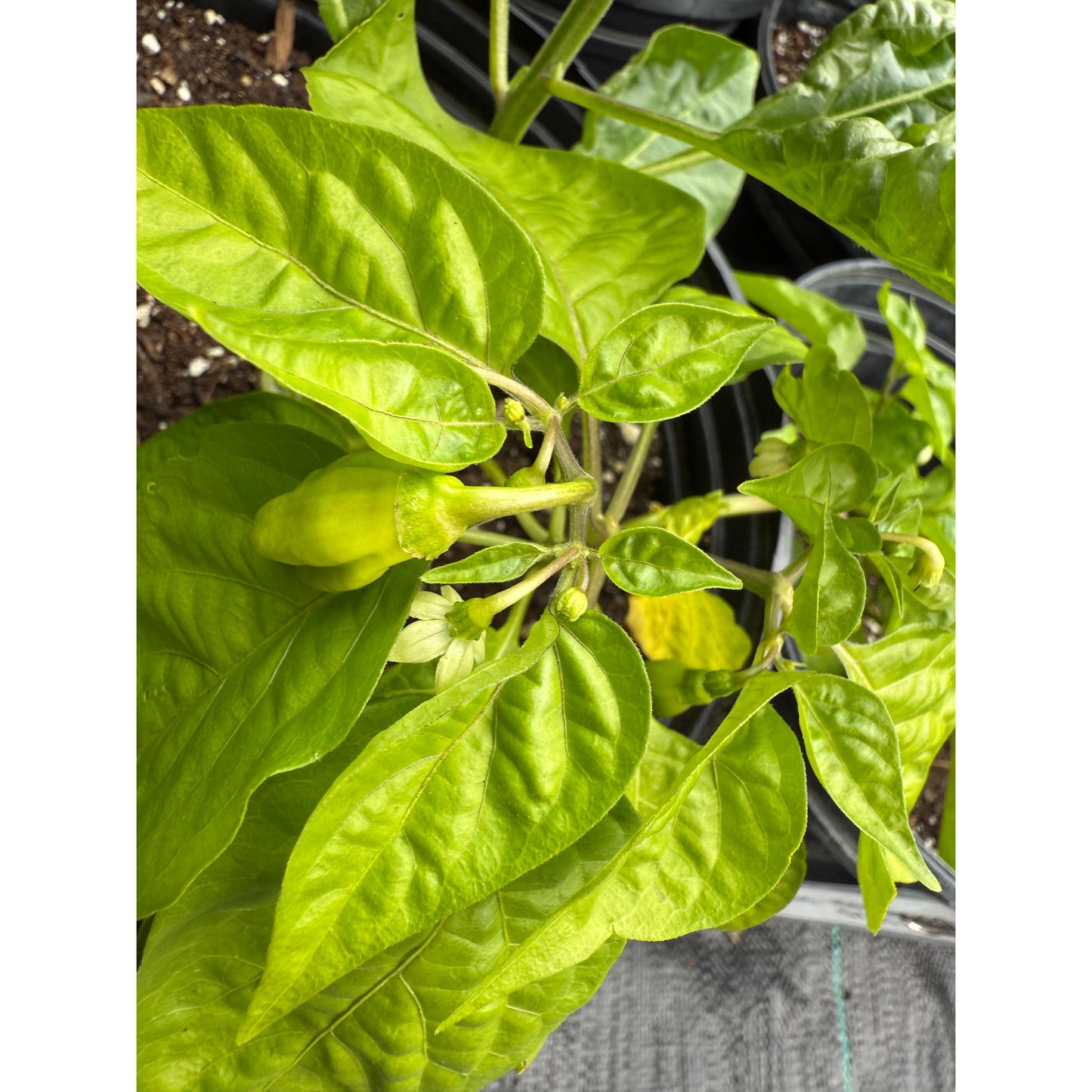 Devil's Tongue - White - Hot Pepper Seeds