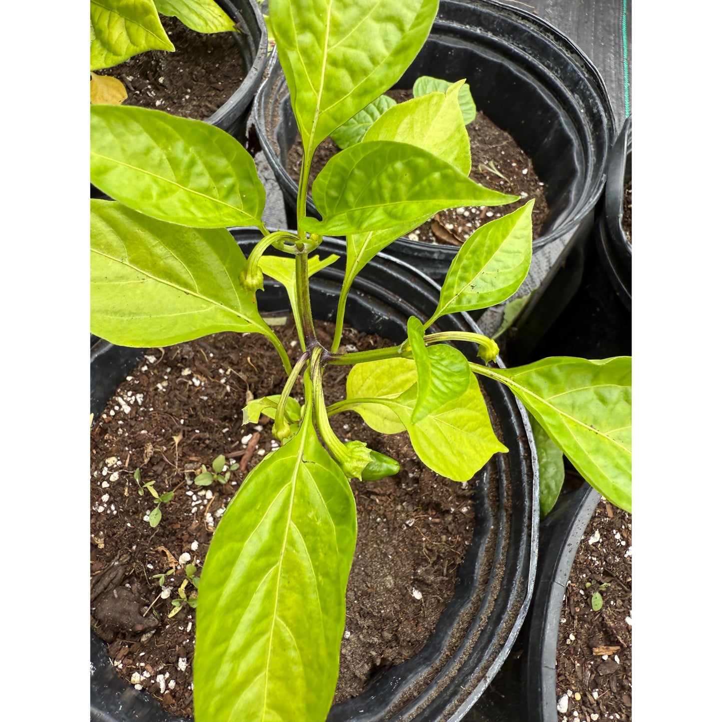 Espelette Hot Pepper Seeds