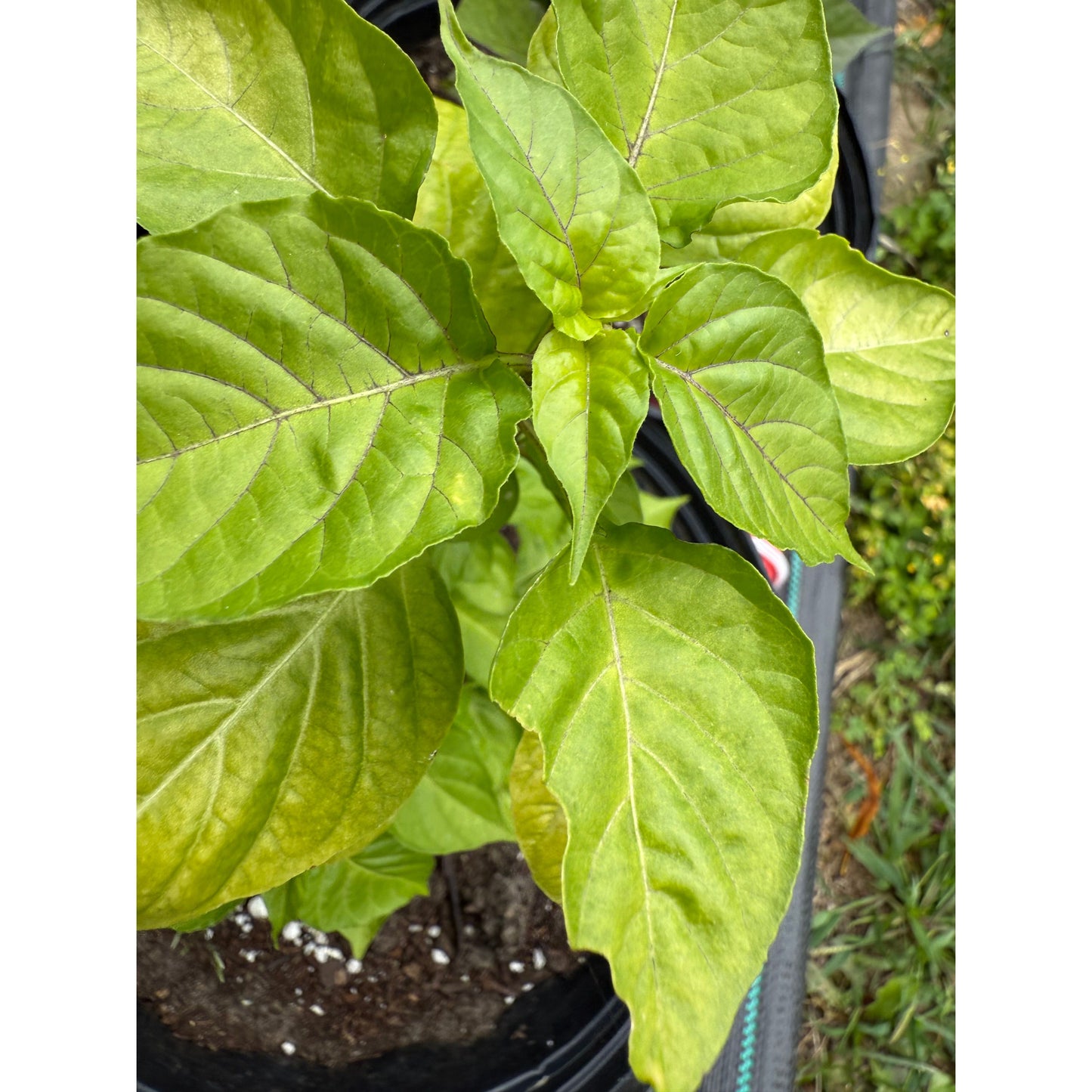 Fairytale Cachucha Hot Pepper Seeds