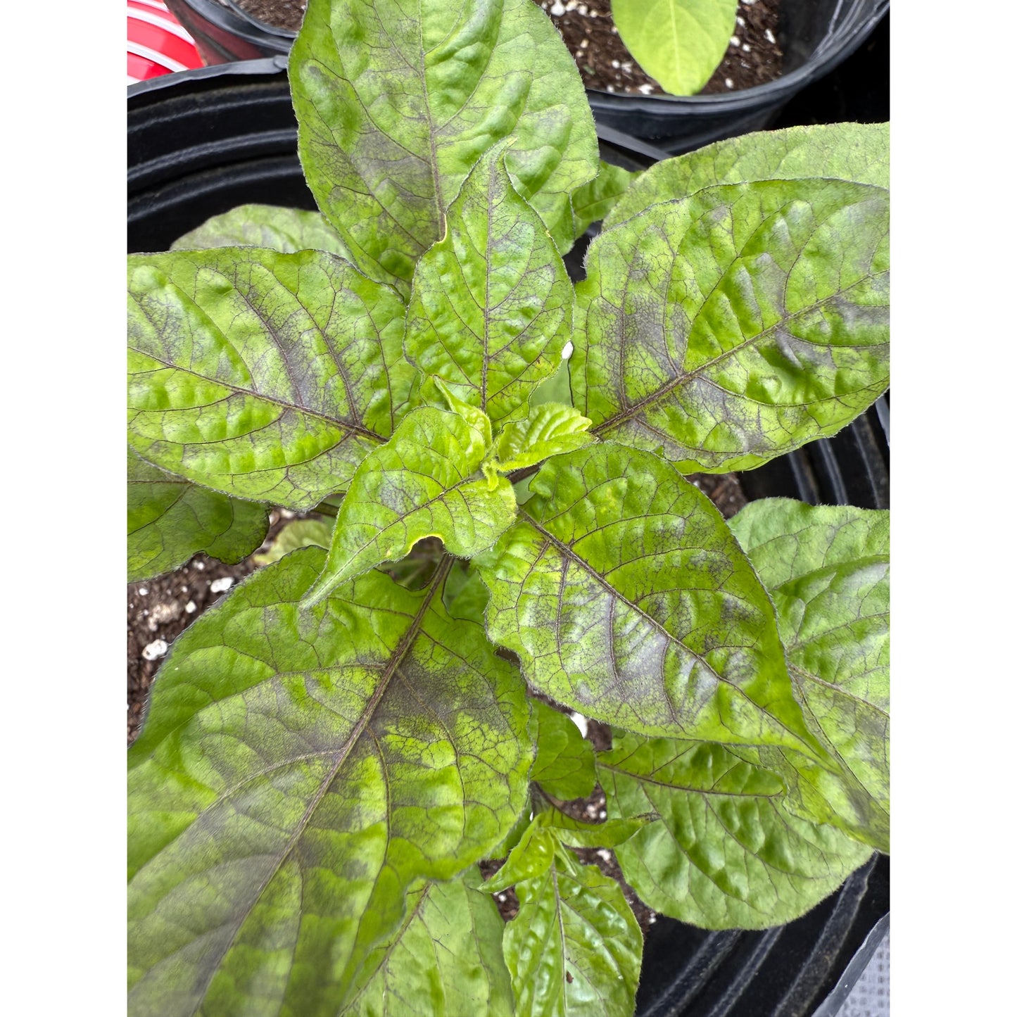 Fatalii - Chocolate - Hot Pepper Seeds