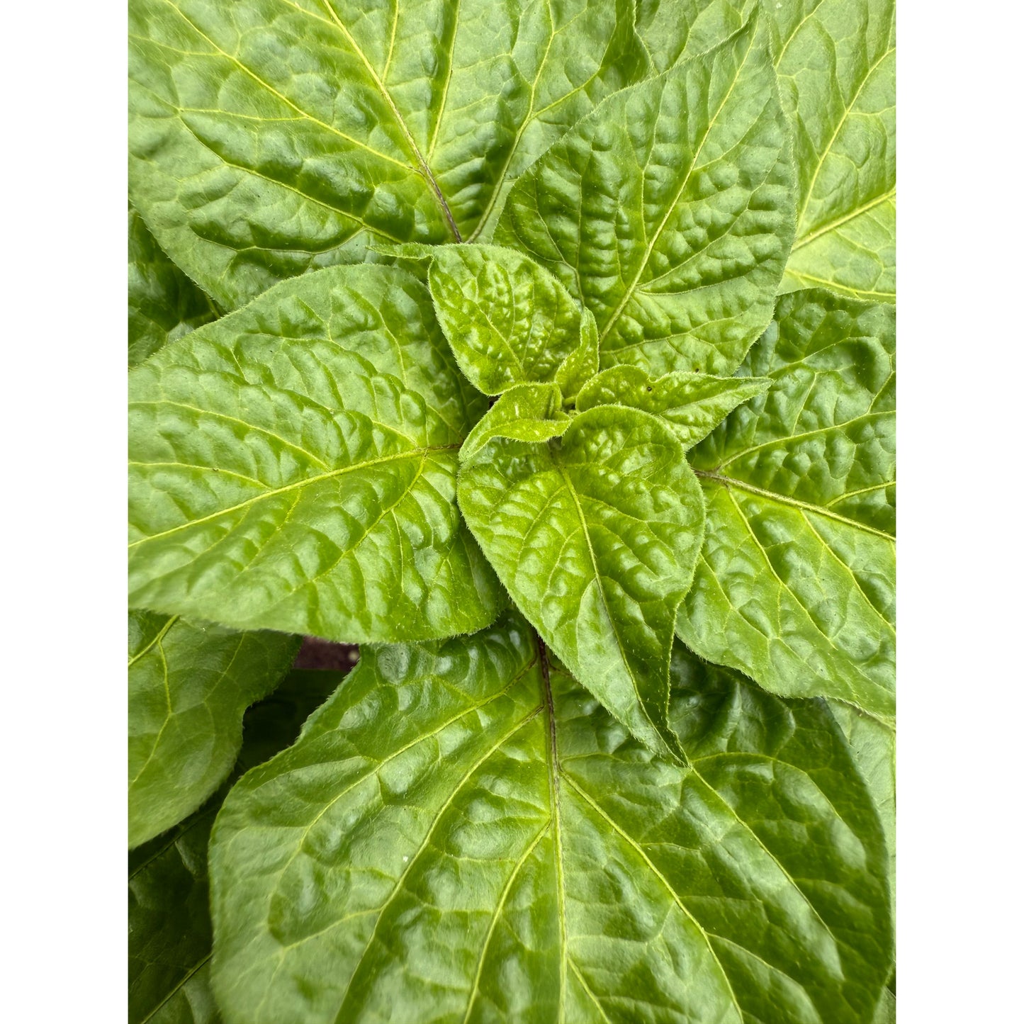 Fatalii - Yellow (Heirloom) - Hot Pepper Seeds