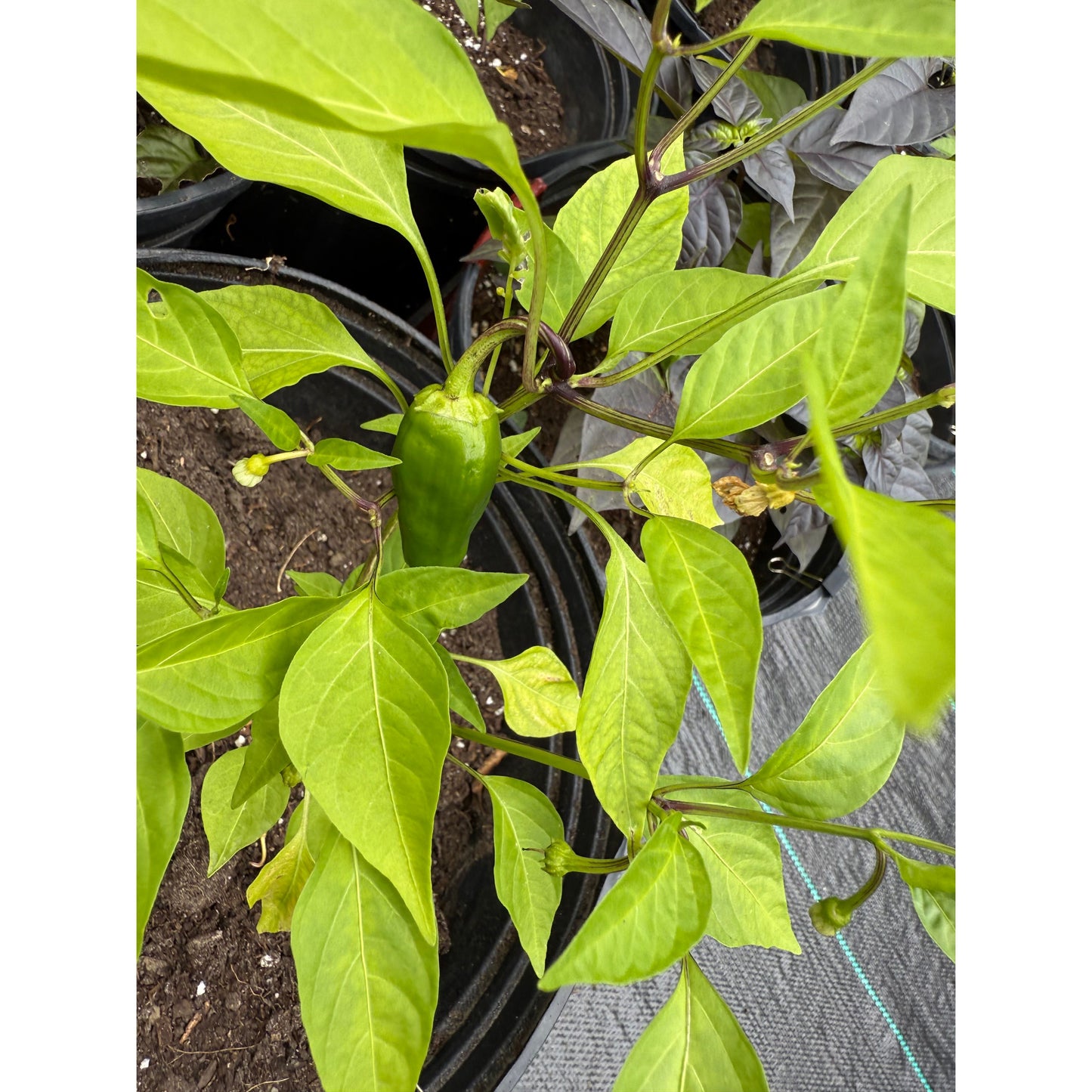 Feher Ozon Hot Pepper Seeds