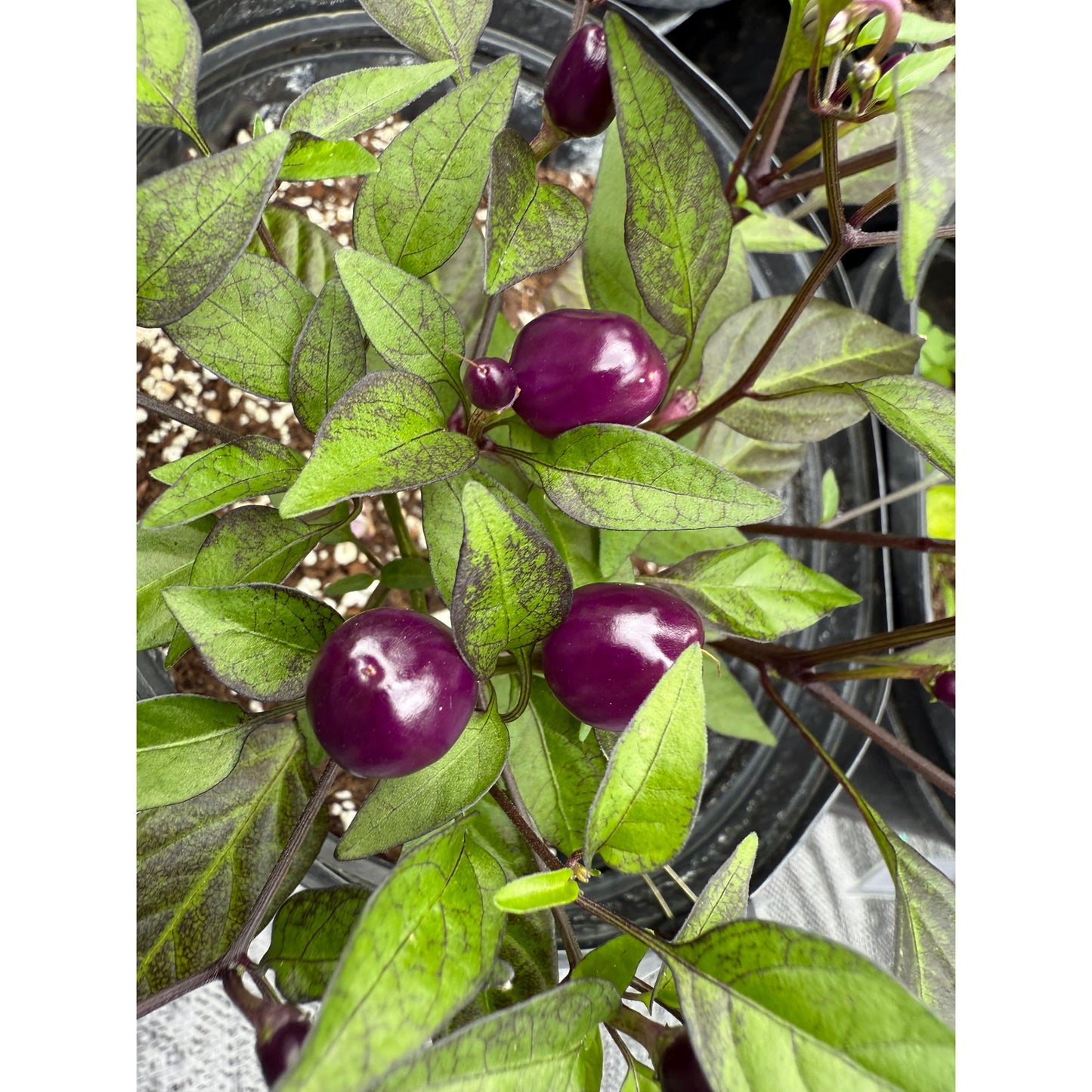 Filius Blue Hot Pepper Seeds