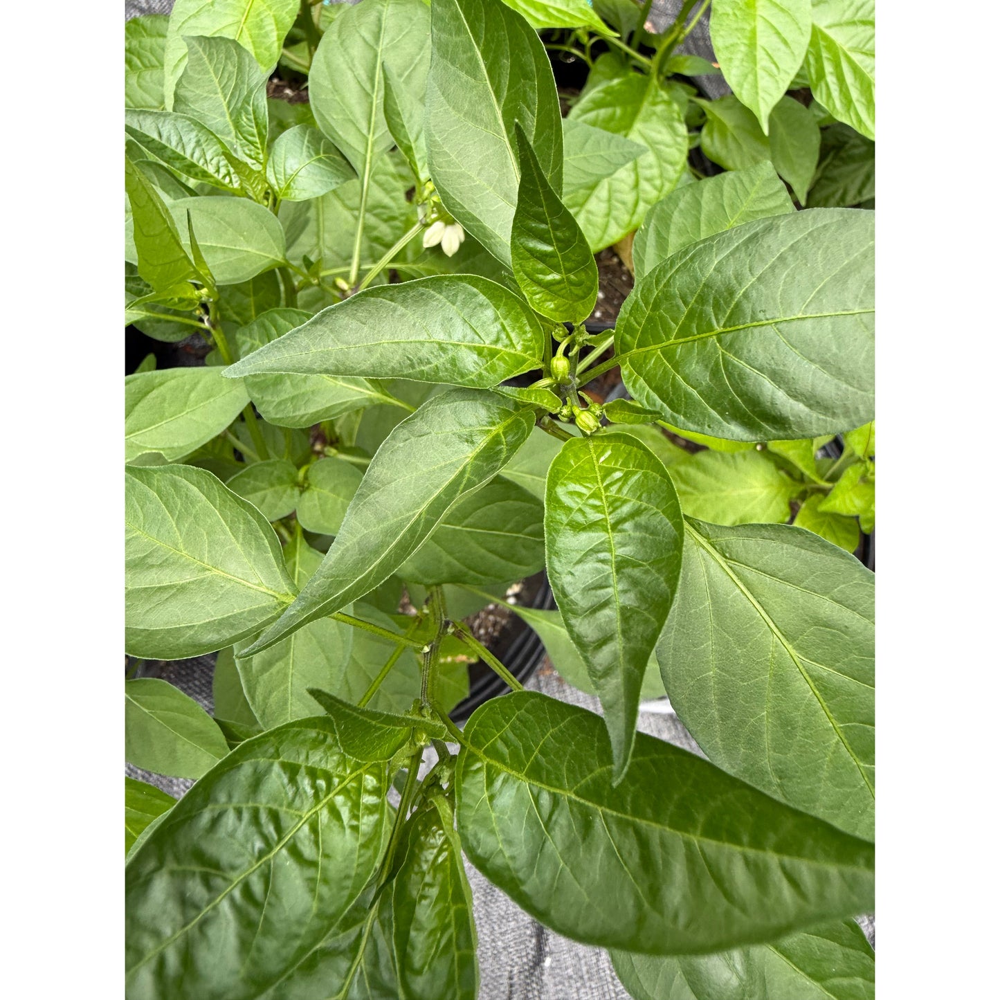 Graines de piment Fuji