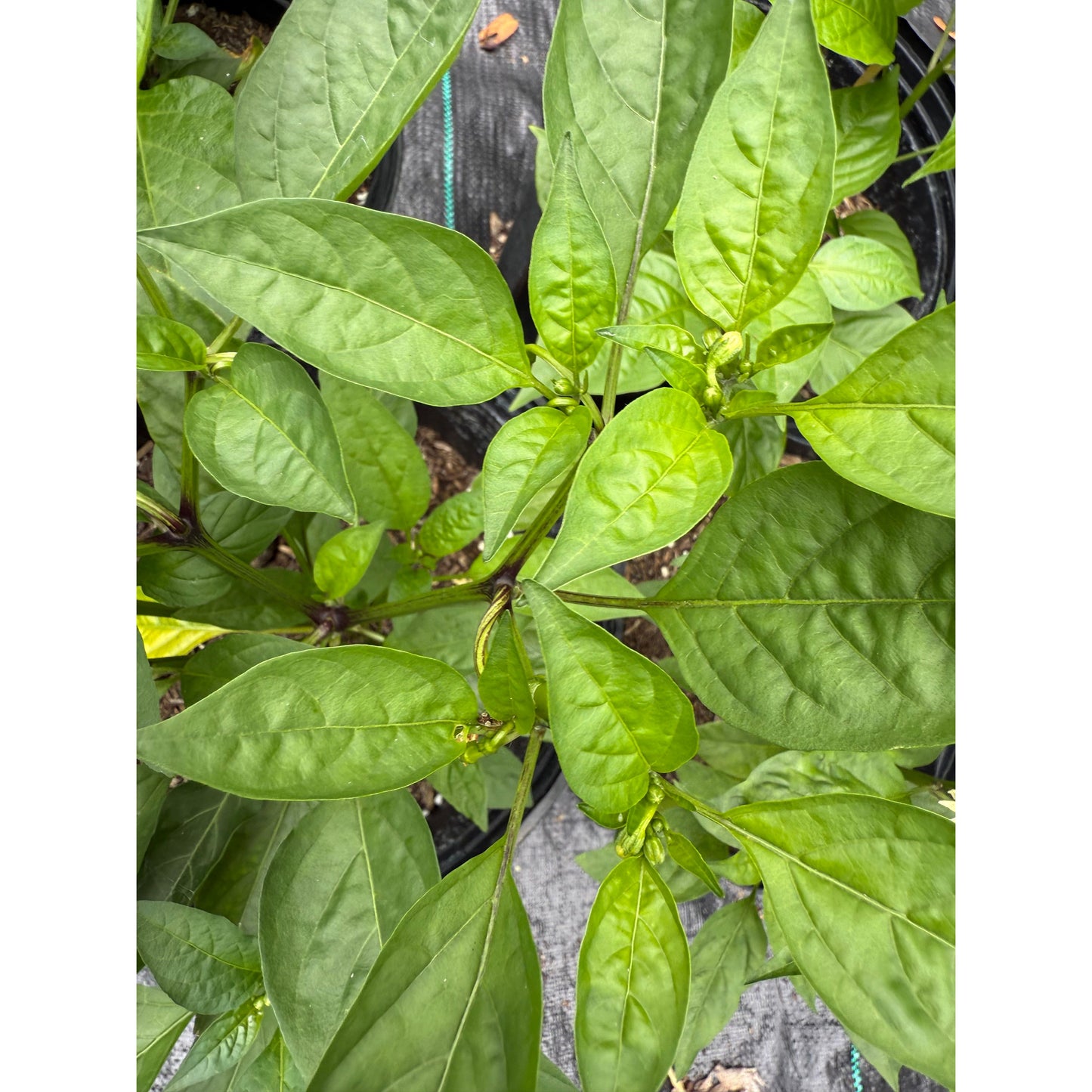 Fushimi Hot Pepper Seeds
