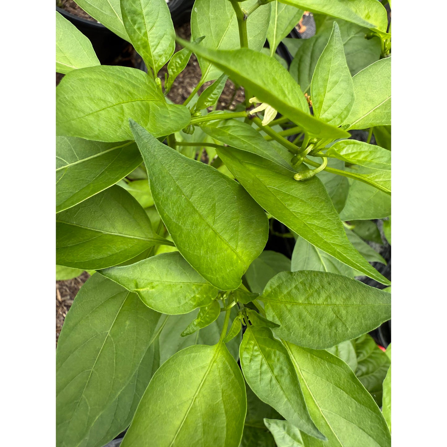 Geikikara - Hot Pepper Seeds
