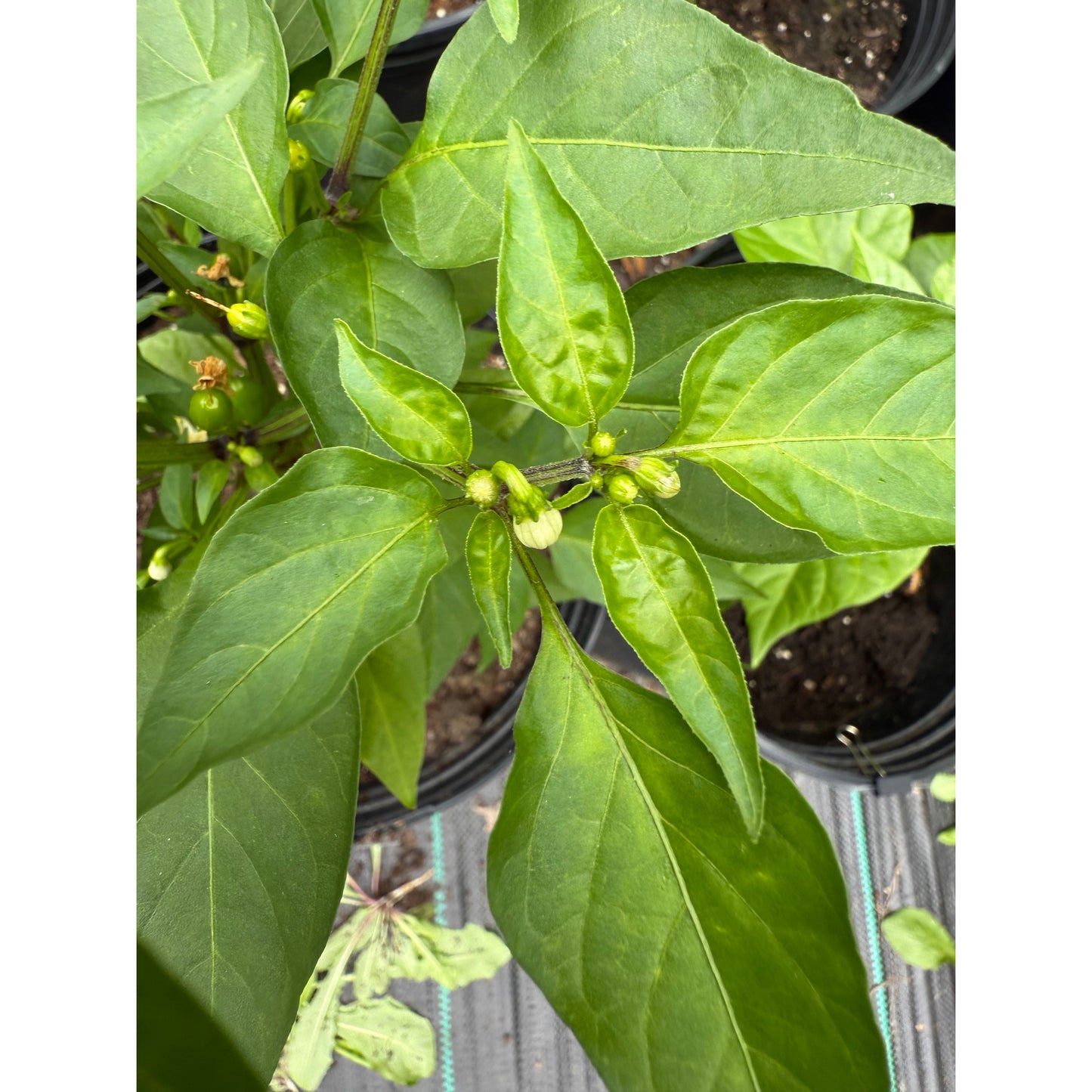 Grandpa's Siberian Home (Extreme Rare, Heirloom) - Hot Pepper Seeds