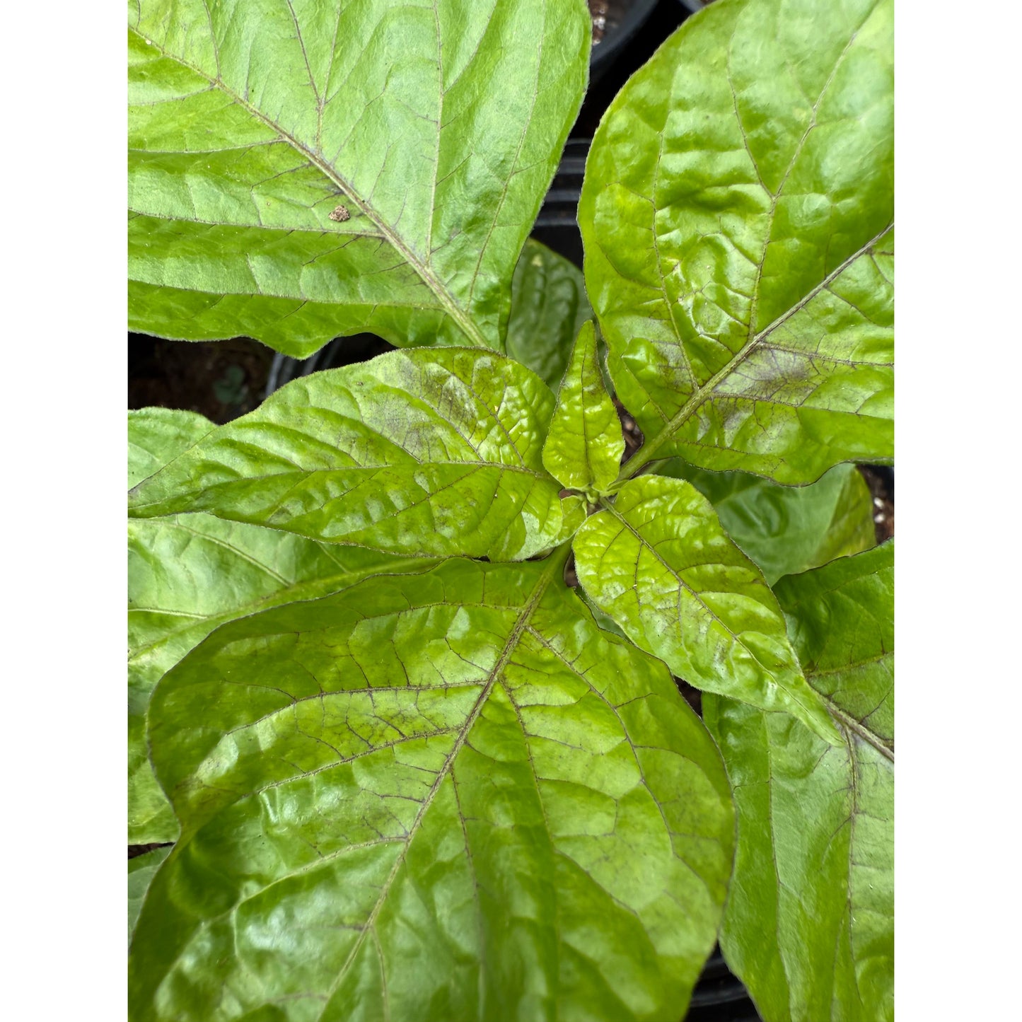 Habanero - Guadaloupe - Hot Pepper Seeds